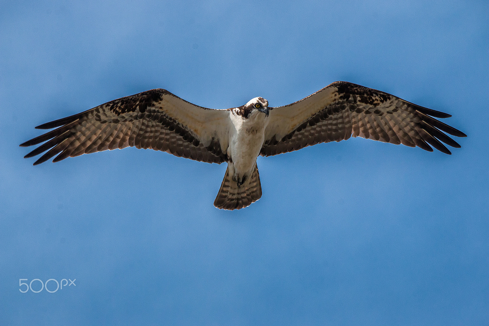 Sigma 50-500mm f/4-6.3 APO HSM EX sample photo. Osprey in flight photography