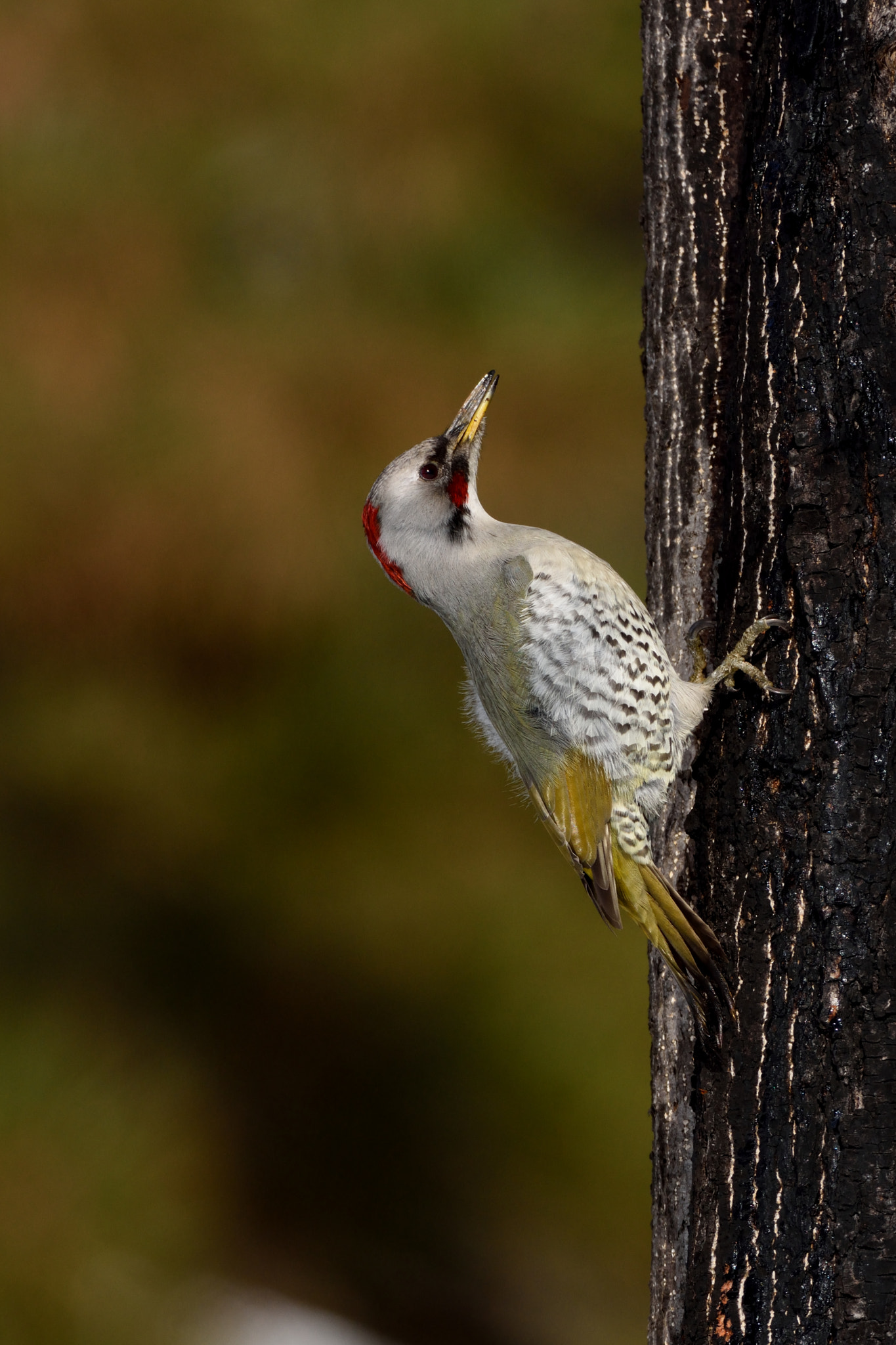 Nikon D7200 + Sigma 500mm F4.5 EX DG HSM sample photo. Japanese green woodpecker (female) photography