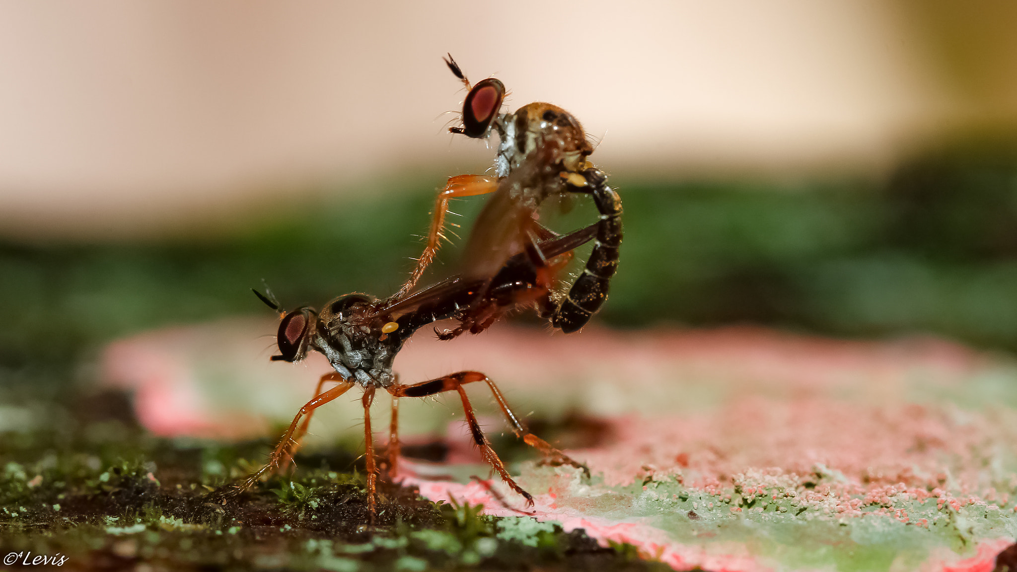 Canon EF-S 60mm F2.8 Macro USM sample photo. Little love photography