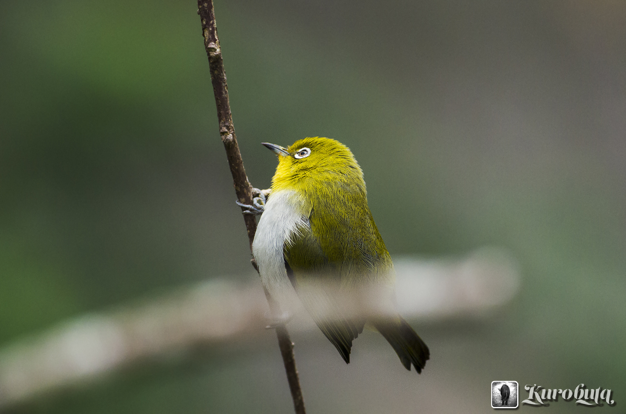 Pentax smc DA* 300mm F4.0 ED (IF) SDM sample photo. Okinawa japanese white-eye photography