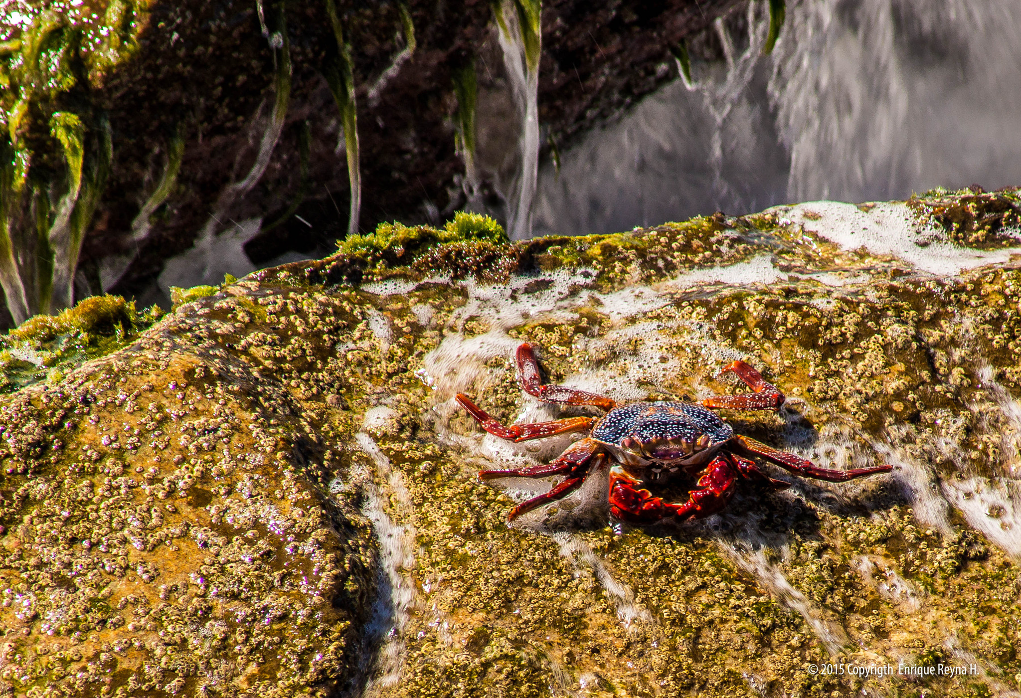 Sony a99 II sample photo. A crab on the rocks photography
