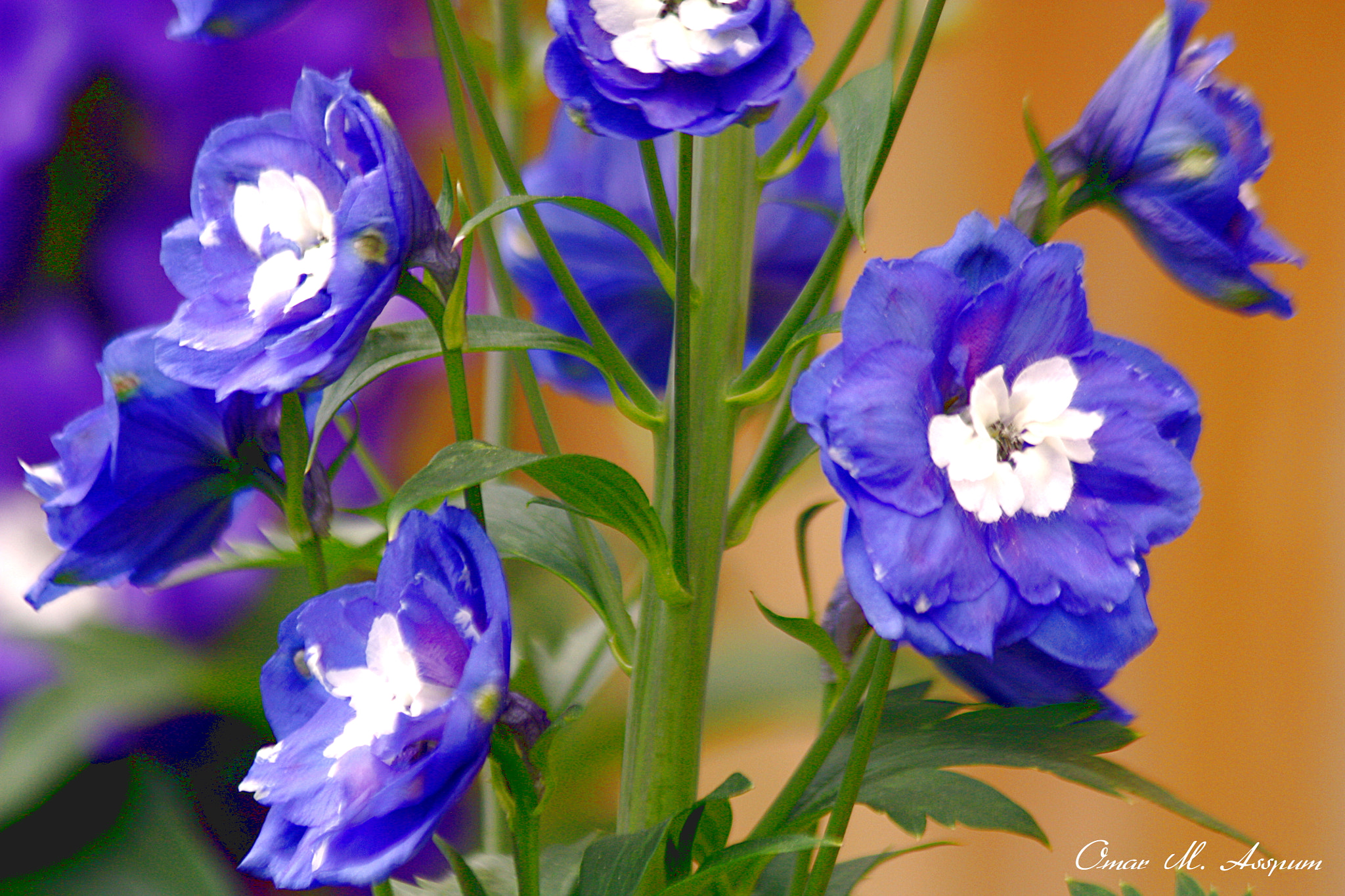 Canon EF 75-300mm F4.0-5.6 IS USM sample photo. Delphinium photography