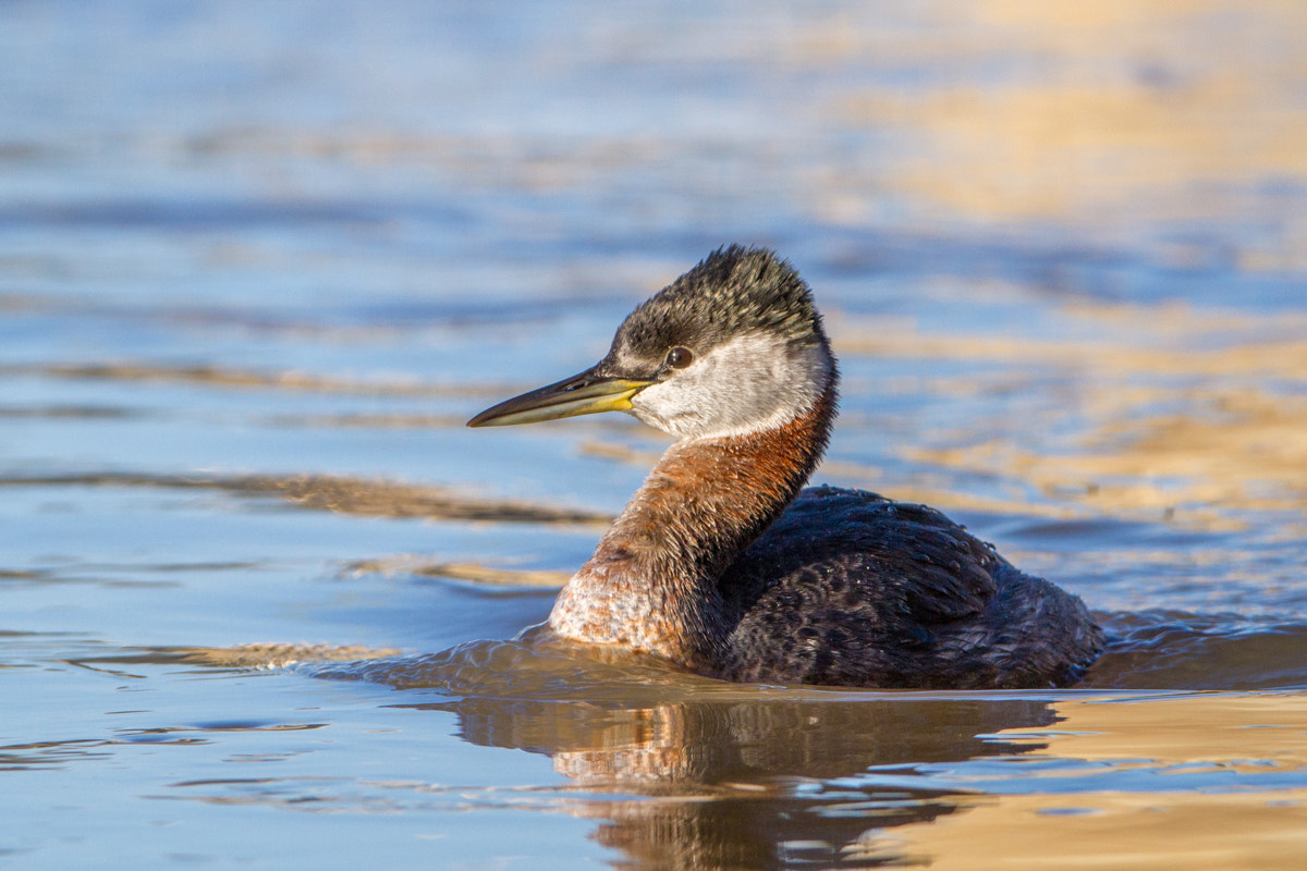 Canon EF 200-400mm F4L IS USM Extender 1.4x sample photo. Red-necked grebe photography