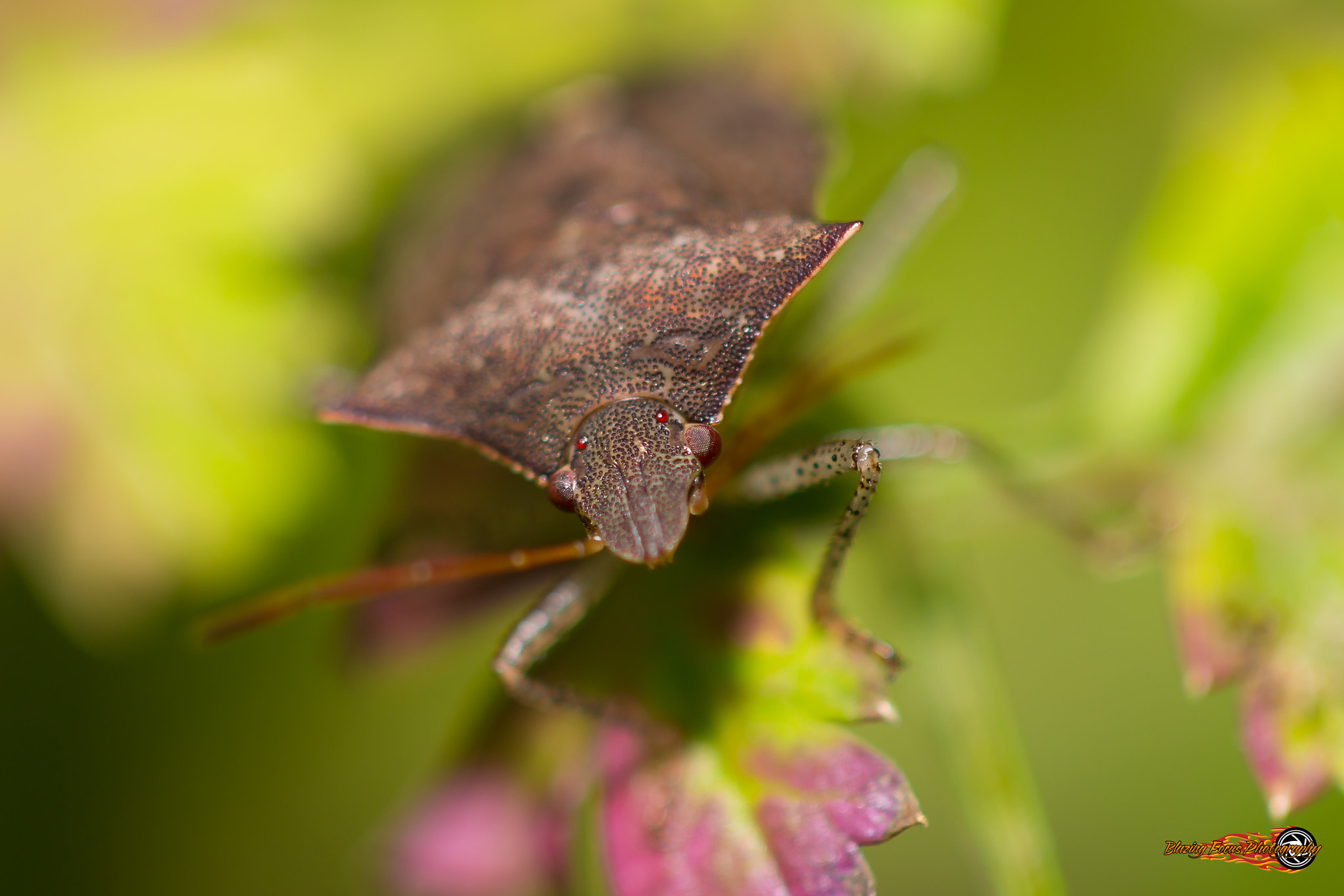 Canon EOS 6D + Canon EF 100mm F2.8 Macro USM sample photo. Bugkeh photography