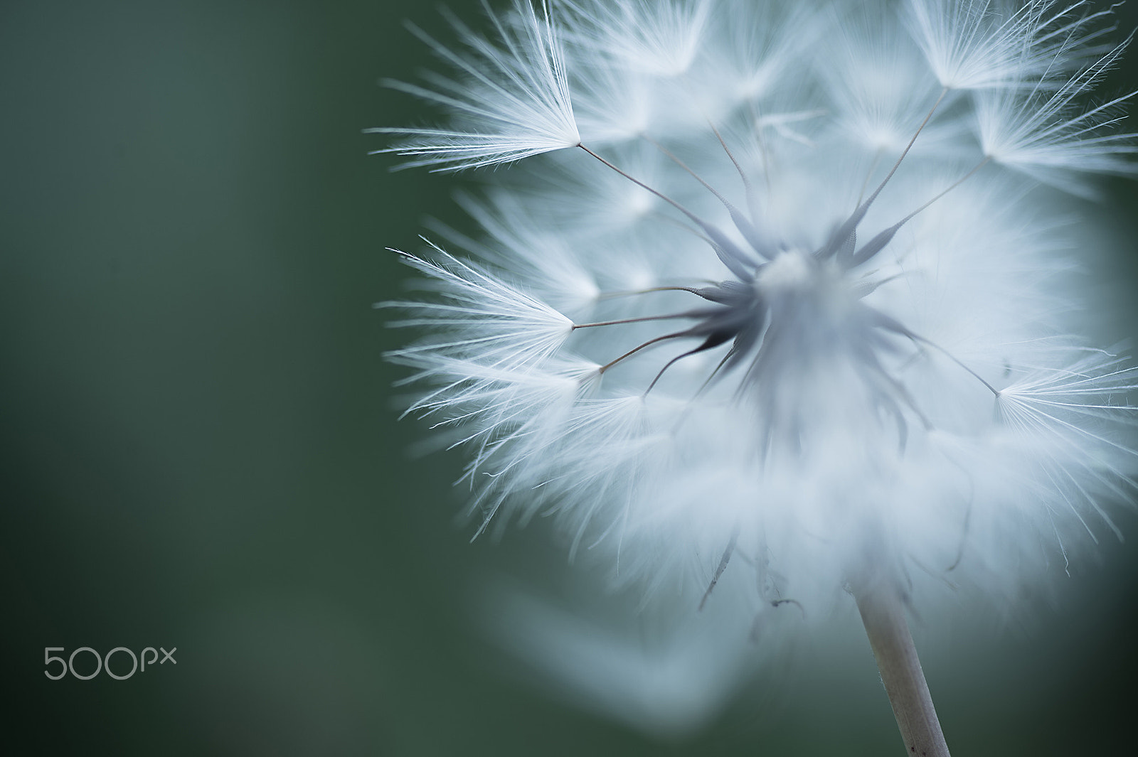 Nikon Df sample photo. Dandelion photography