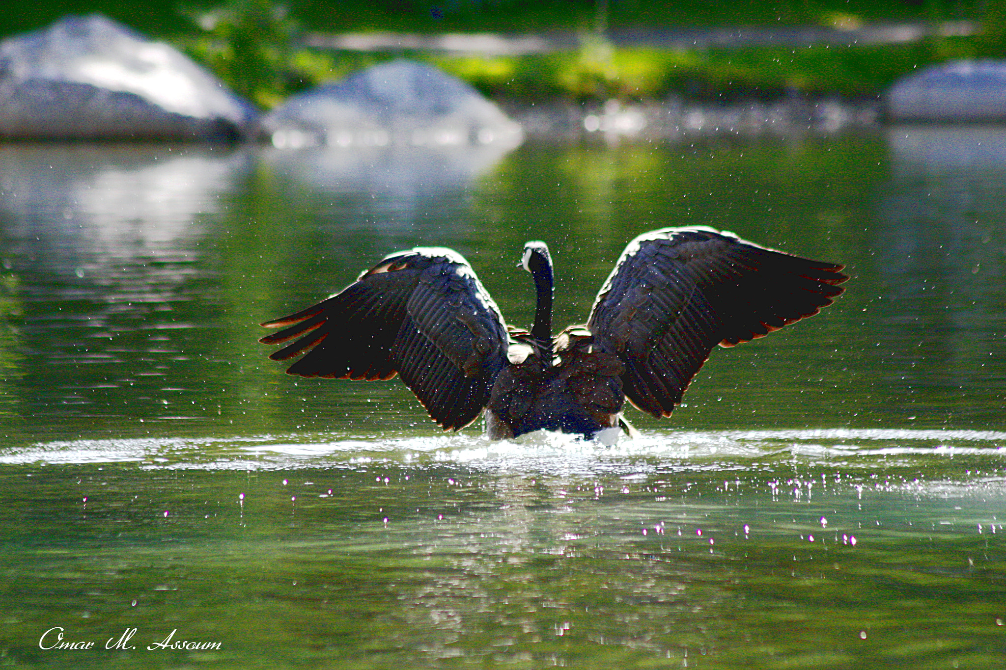 Canon EF 75-300mm F4.0-5.6 IS USM sample photo. Soft landing photography
