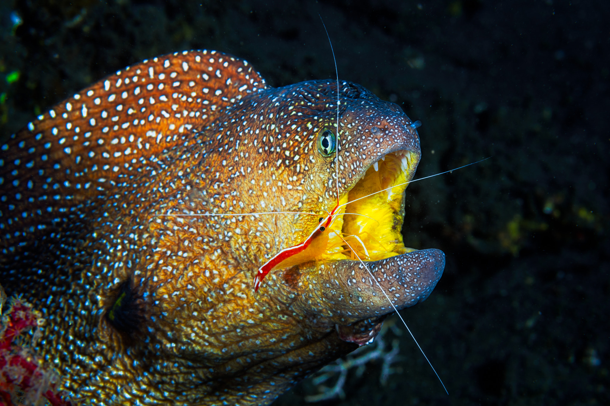 Canon EOS 5DS + Canon EF 100mm F2.8 Macro USM sample photo. Starry moray and cleaner shrimp! photography