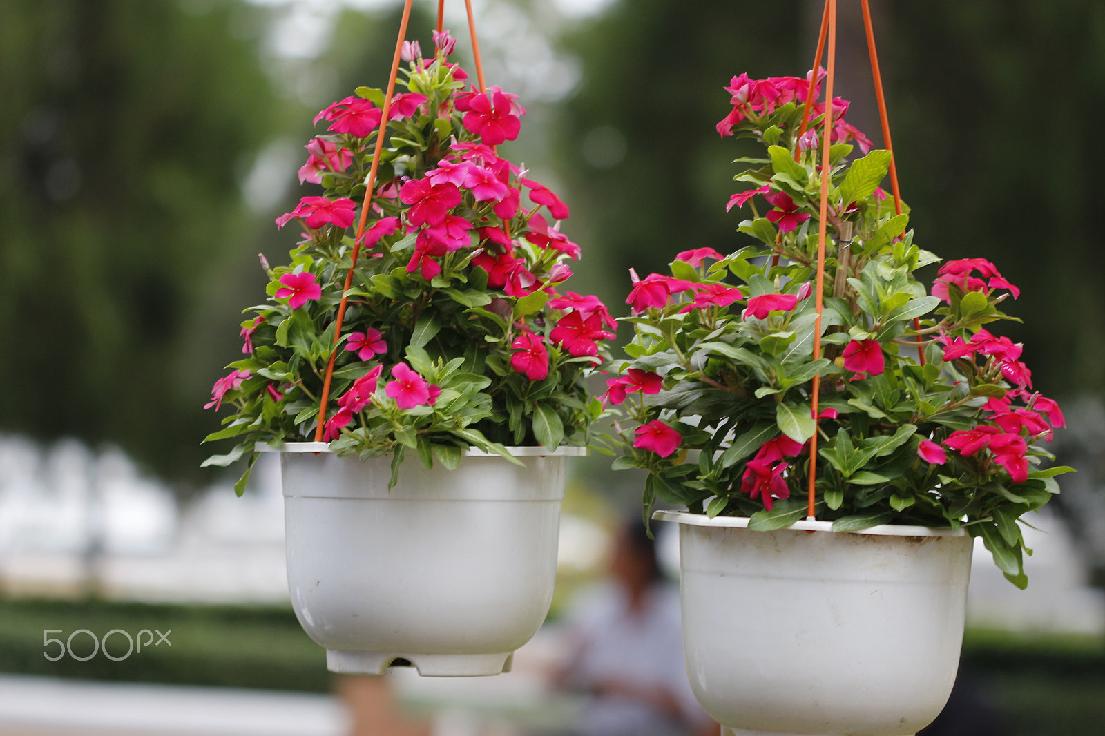Canon EF 100mm F2.8 Macro USM sample photo. Dance of flowers on tet hoiday photography
