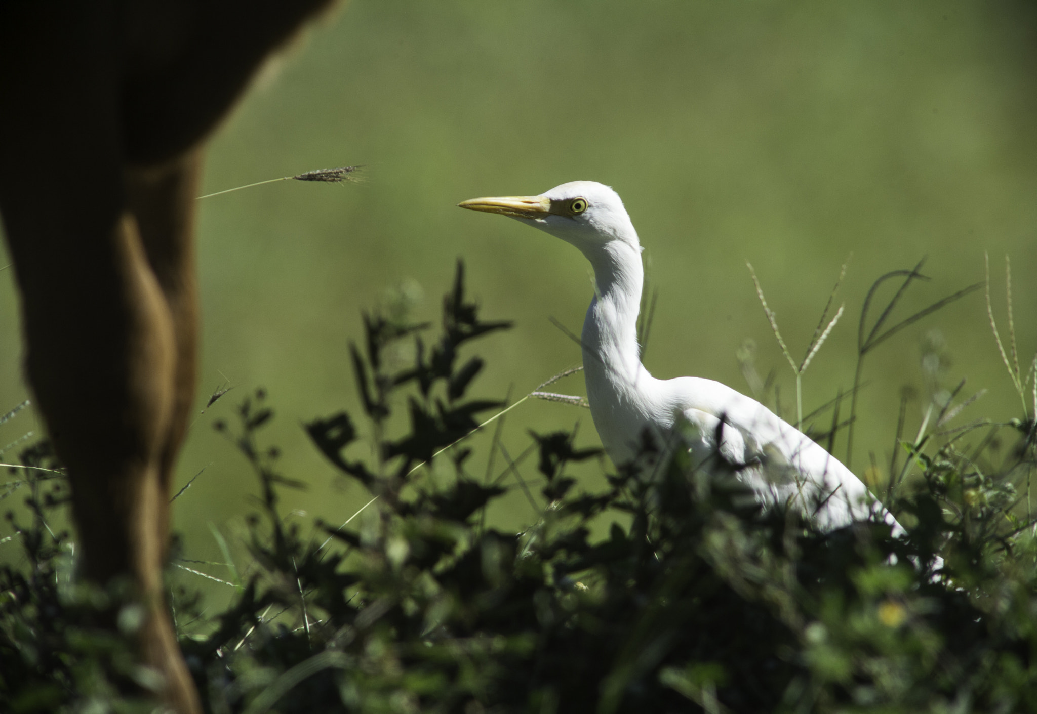 AF Zoom-Nikkor 70-210mm f/4 sample photo. Western cattle egret at work photography