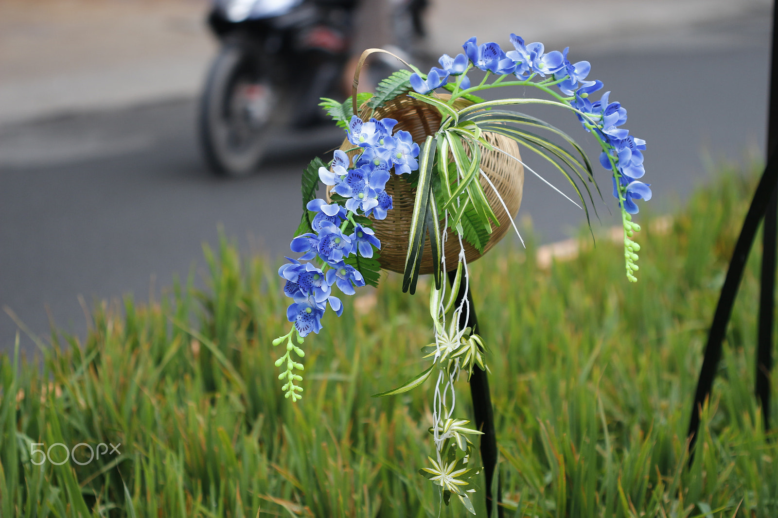 Canon EF 100mm F2.8 Macro USM sample photo. Dance of flowers on tet hoiday photography
