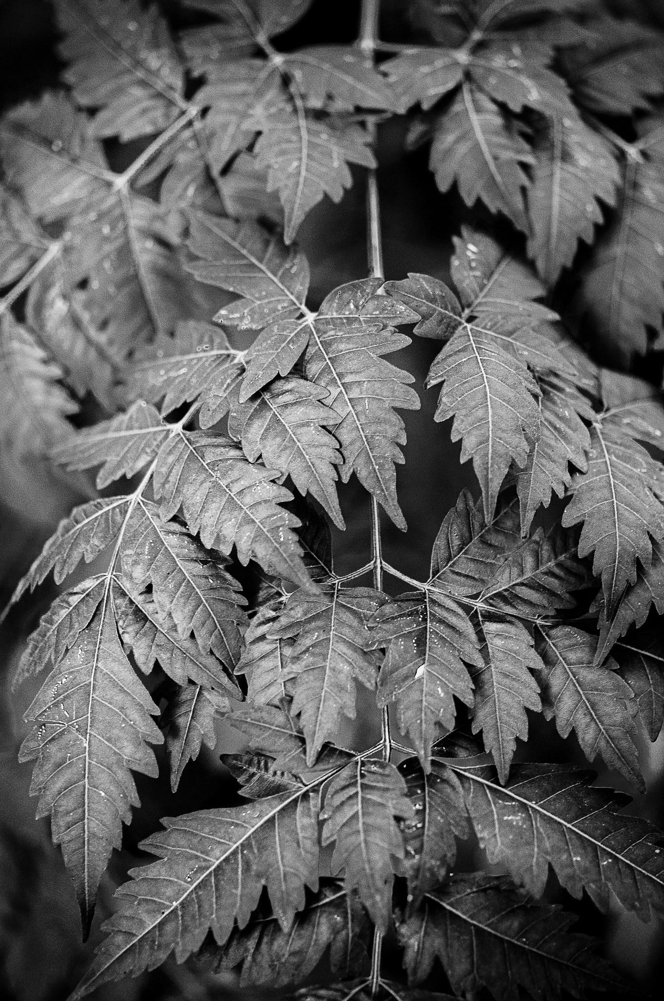 Nikon AF-S Micro-Nikkor 60mm F2.8G ED sample photo. _dsc0024.jpg photography