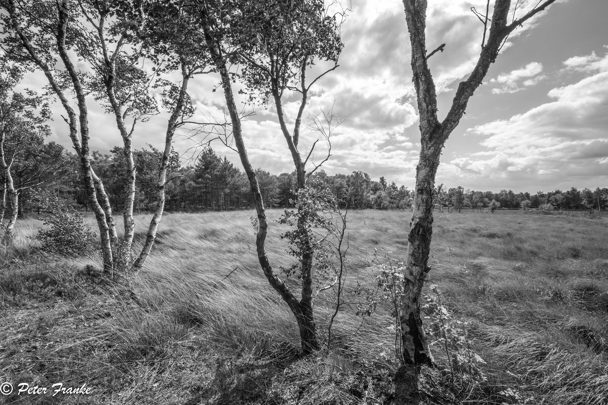 Sigma 8-16mm F4.5-5.6 DC HSM sample photo. Worpswede moor photography