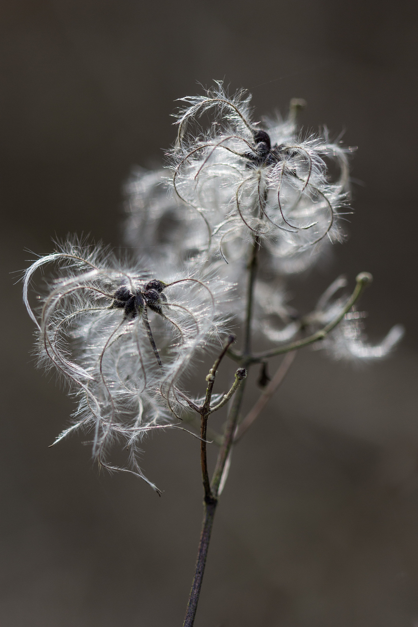 Canon EOS 60D + Canon EF 100mm F2.8 Macro USM sample photo. Hairy photography