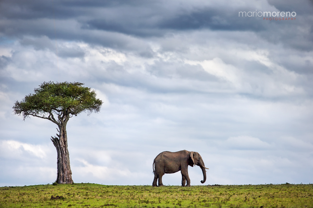 Canon EF 200-400mm F4L IS USM Extender 1.4x sample photo. Land of giants ii photography