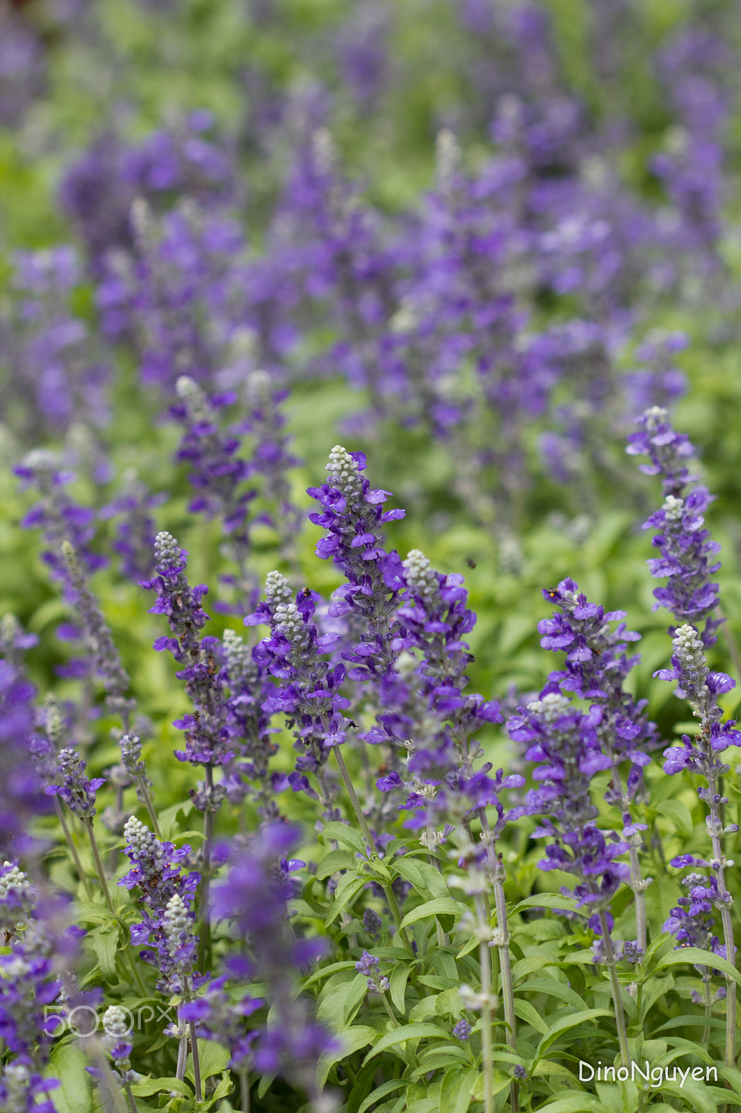 Canon EOS 60D + Canon EF 100mm F2.8 Macro USM sample photo. Img_0862.jpg photography