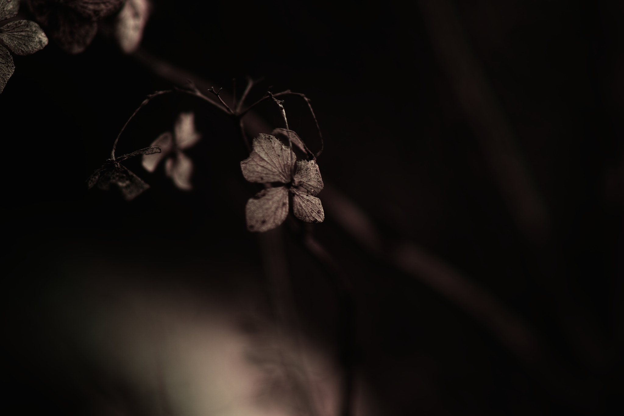 Sigma SD1 Merrill + Sigma 85mm F1.4 EX DG HSM sample photo. Fumi photography