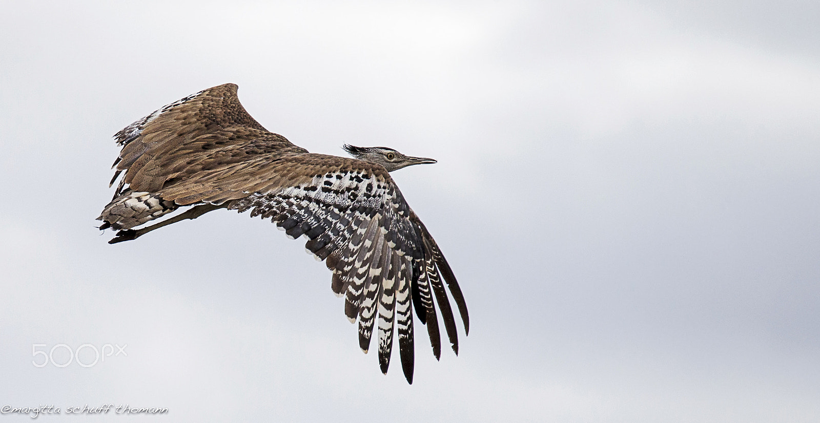 Tamron SP 150-600mm F5-6.3 Di VC USD sample photo. Kori bustard ... photography