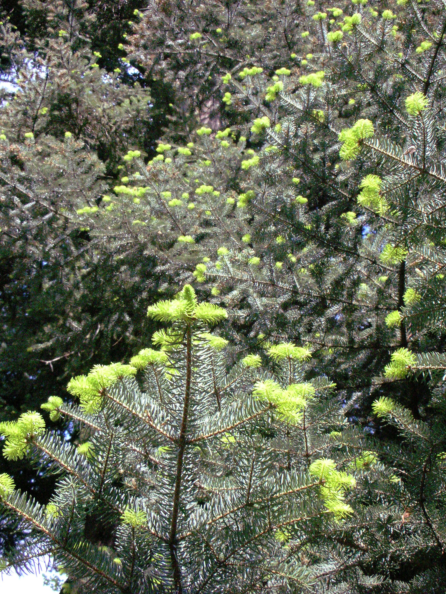 Nikon S1 sample photo. Green branches photography