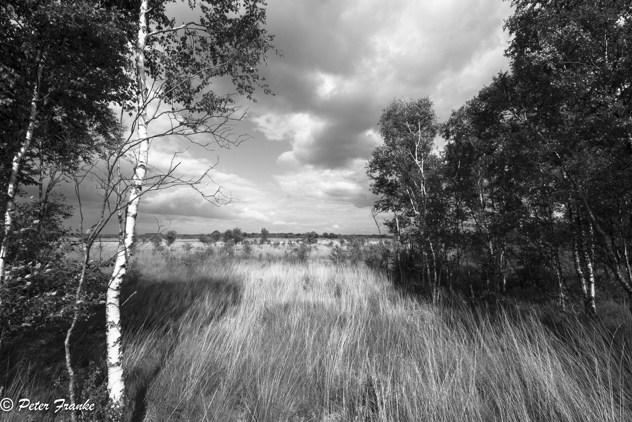 Sigma 8-16mm F4.5-5.6 DC HSM sample photo. Worpswede moor sw photography