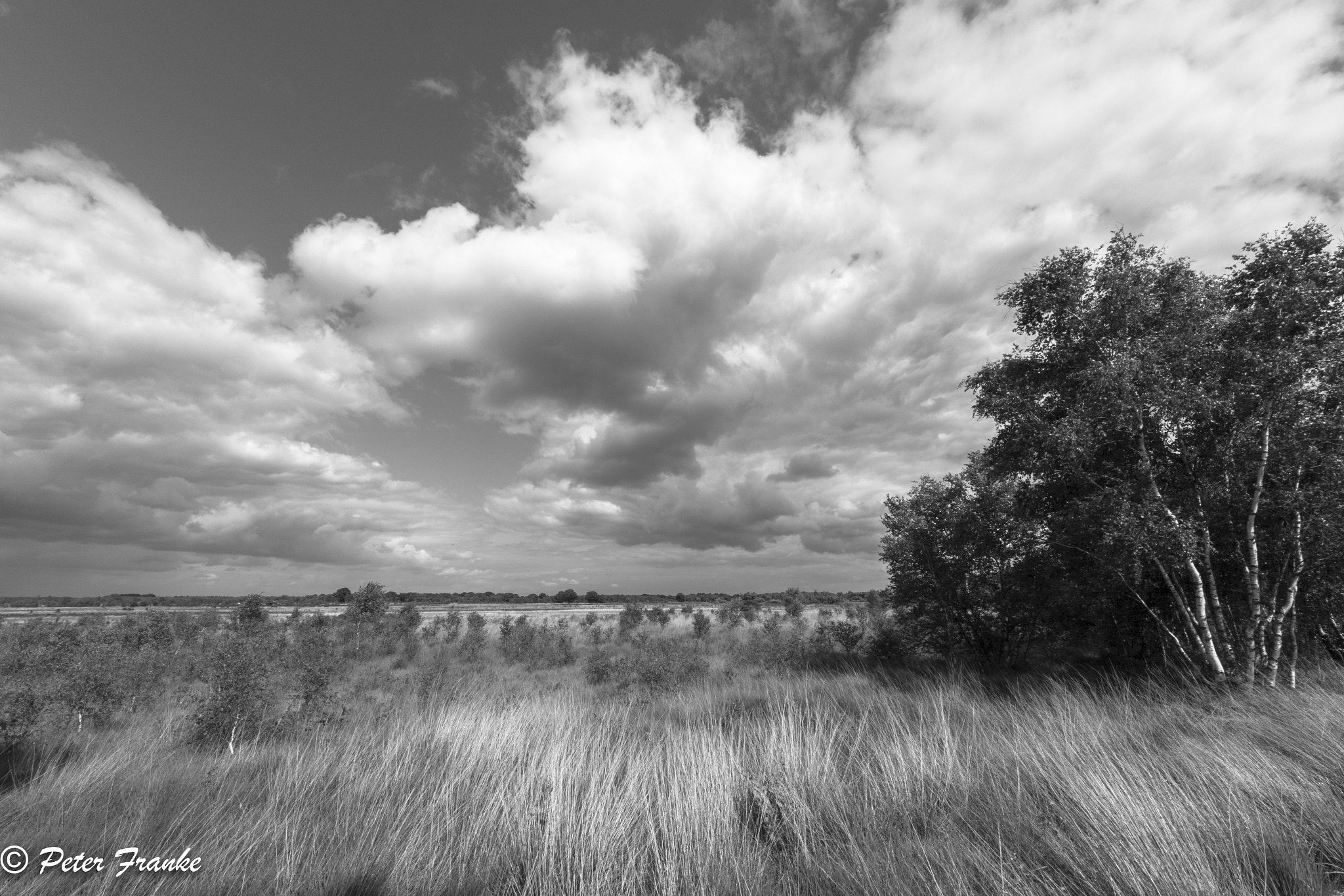 Sigma 8-16mm F4.5-5.6 DC HSM sample photo. Worpswede moor sw photography
