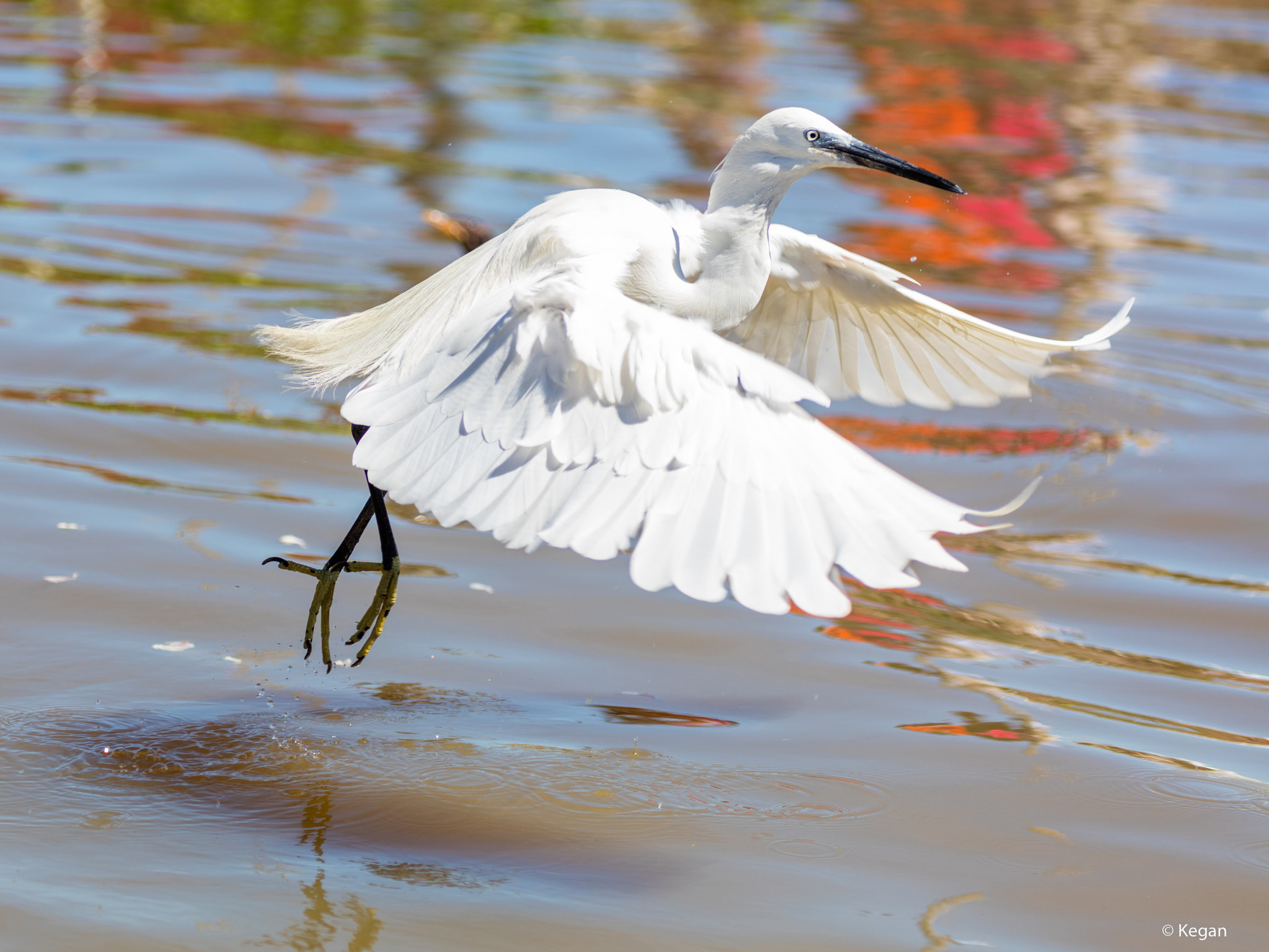 Canon EF 100-400mm F4.5-5.6L IS USM sample photo. The white egret photography