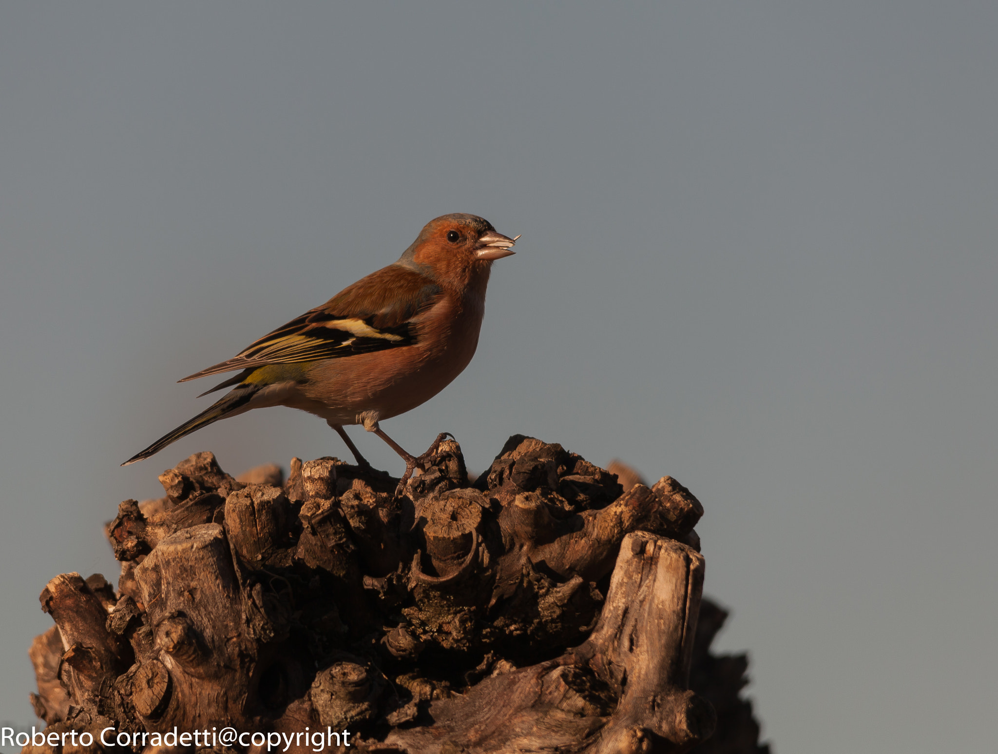 Sigma 150-500mm F5-6.3 DG OS HSM sample photo. Fringuello photography