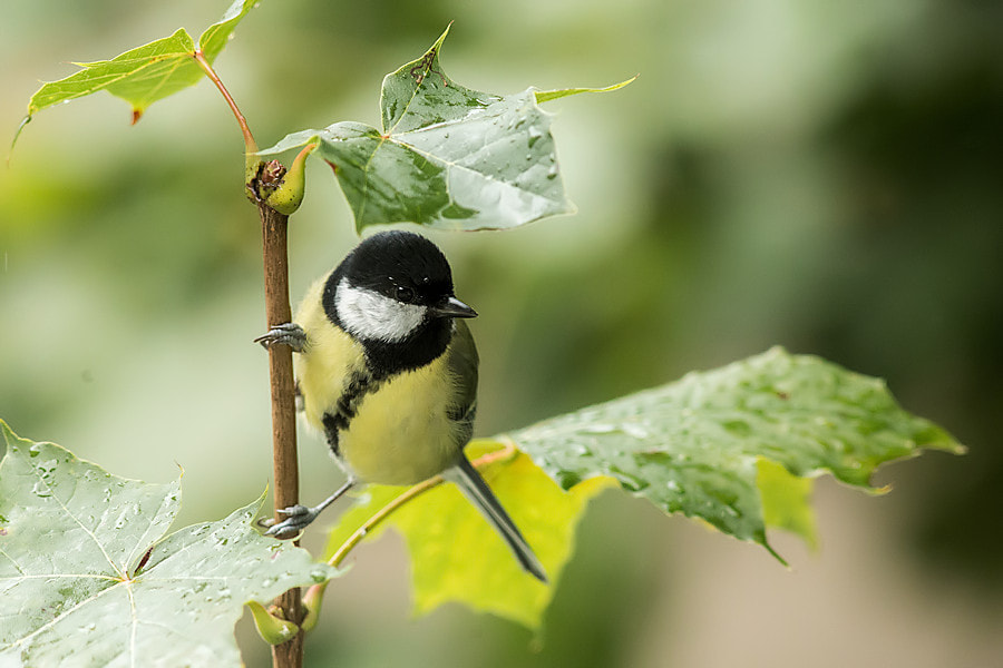 Canon EF 300mm F4L IS USM sample photo. Kohlmeise photography