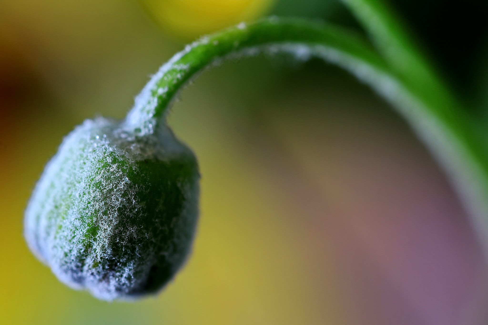 Sigma 150mm f/2.8 EX DG OS HSM APO Macro sample photo. Futuro en verde photography