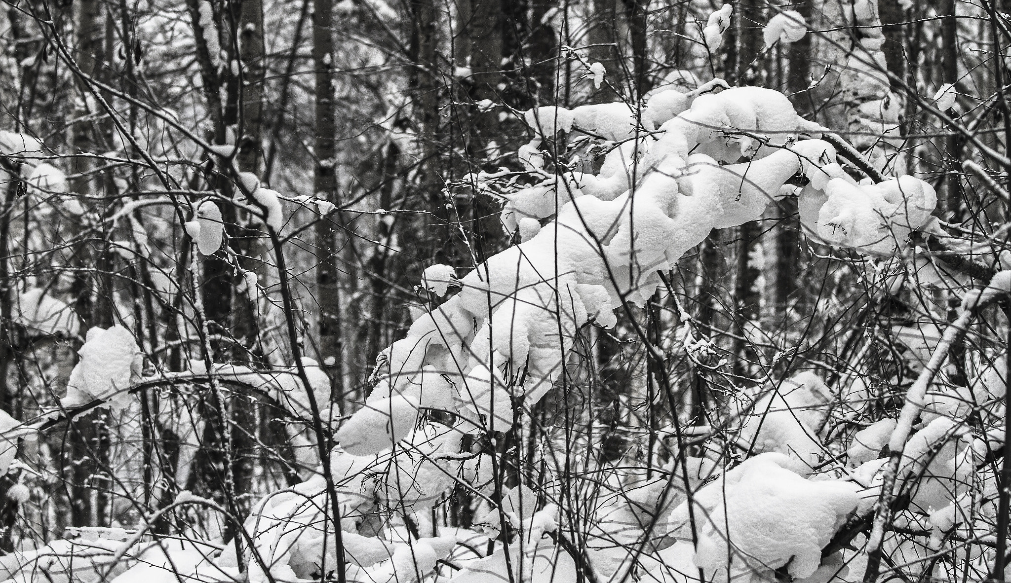 Canon EOS 7D + Canon EF 80-200mm f/2.8L sample photo. Winter forest in b&amp;w photography