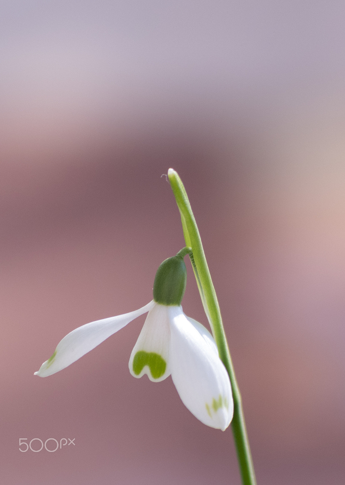 smc PENTAX-DA L 50-200mm F4-5.6 ED sample photo. Snowdrop flower photography