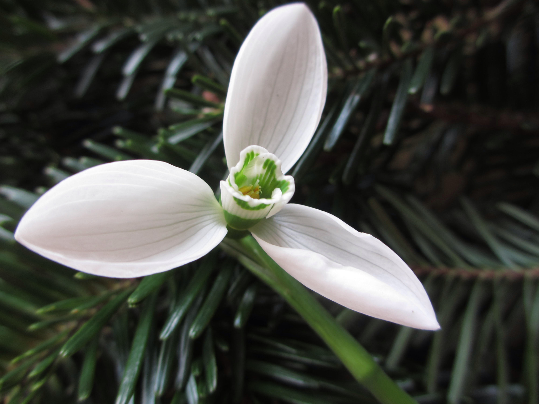 Canon PowerShot ELPH 310 HS (IXUS 230 HS / IXY 600F) sample photo. Snowdrop , a little present ... photography