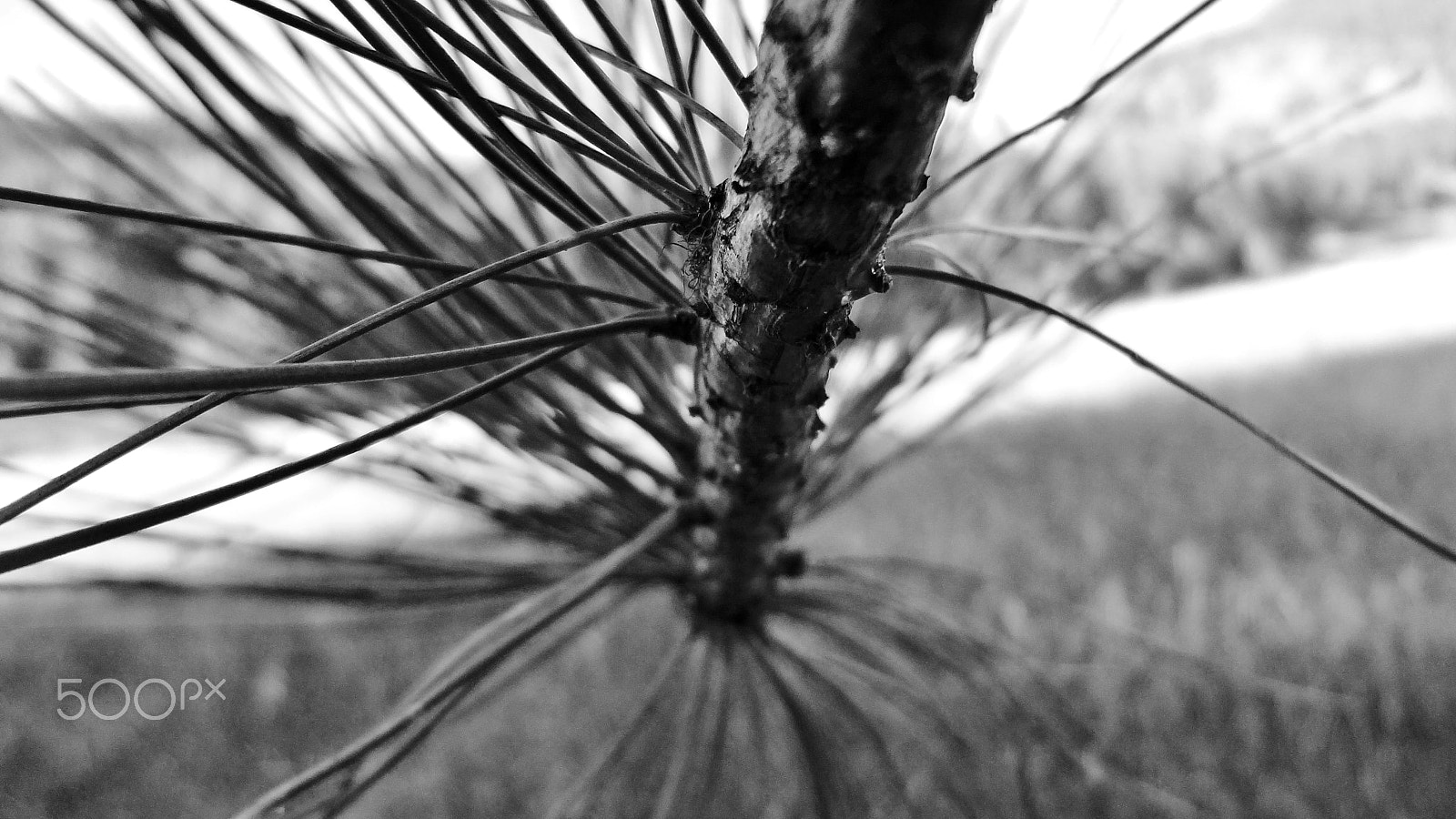 Sony DSC-WX9 sample photo. Pine tree photography