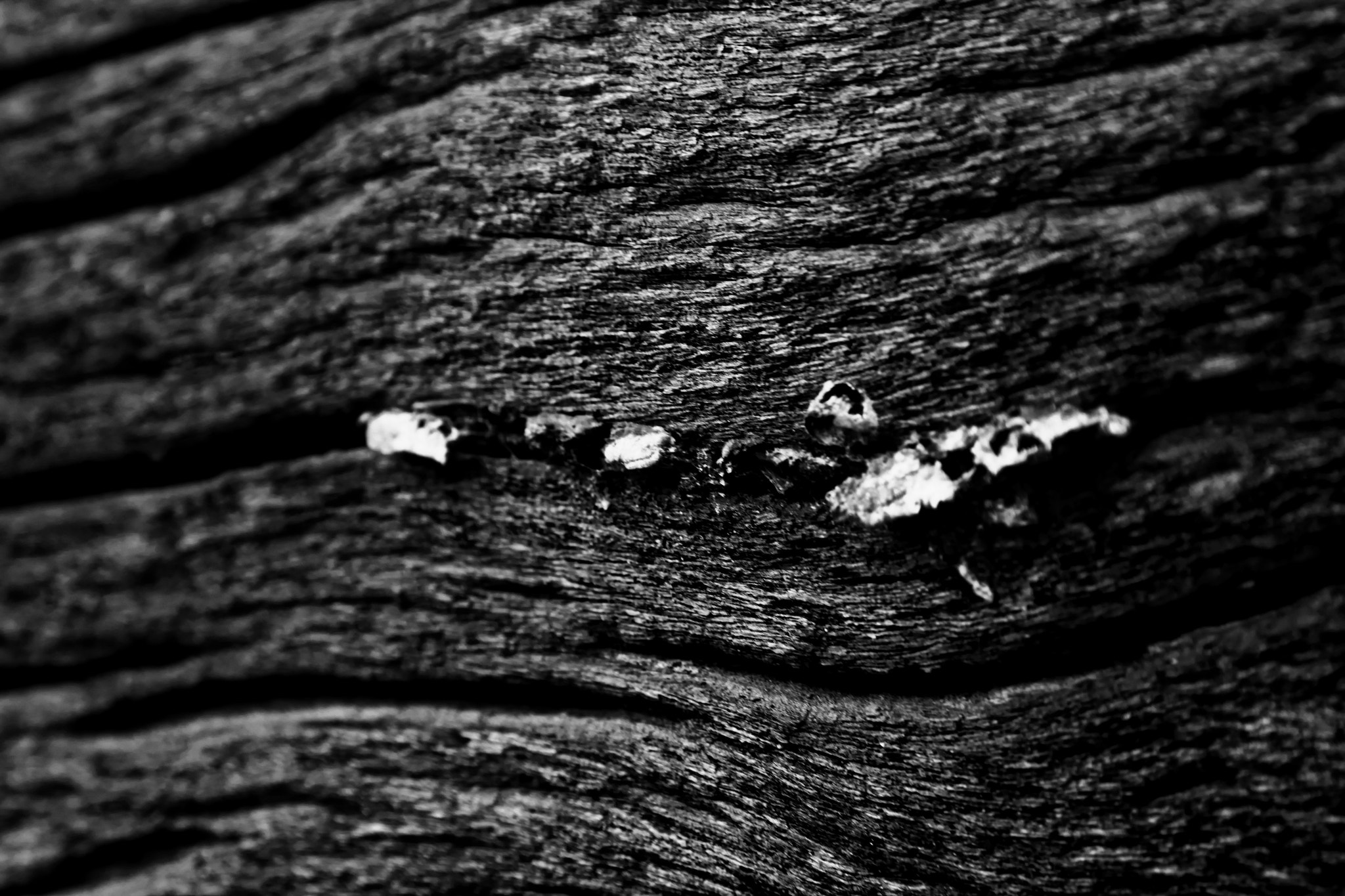 Sigma 24-60mm f/2.8 EX DG sample photo. Patterns of nature! photography