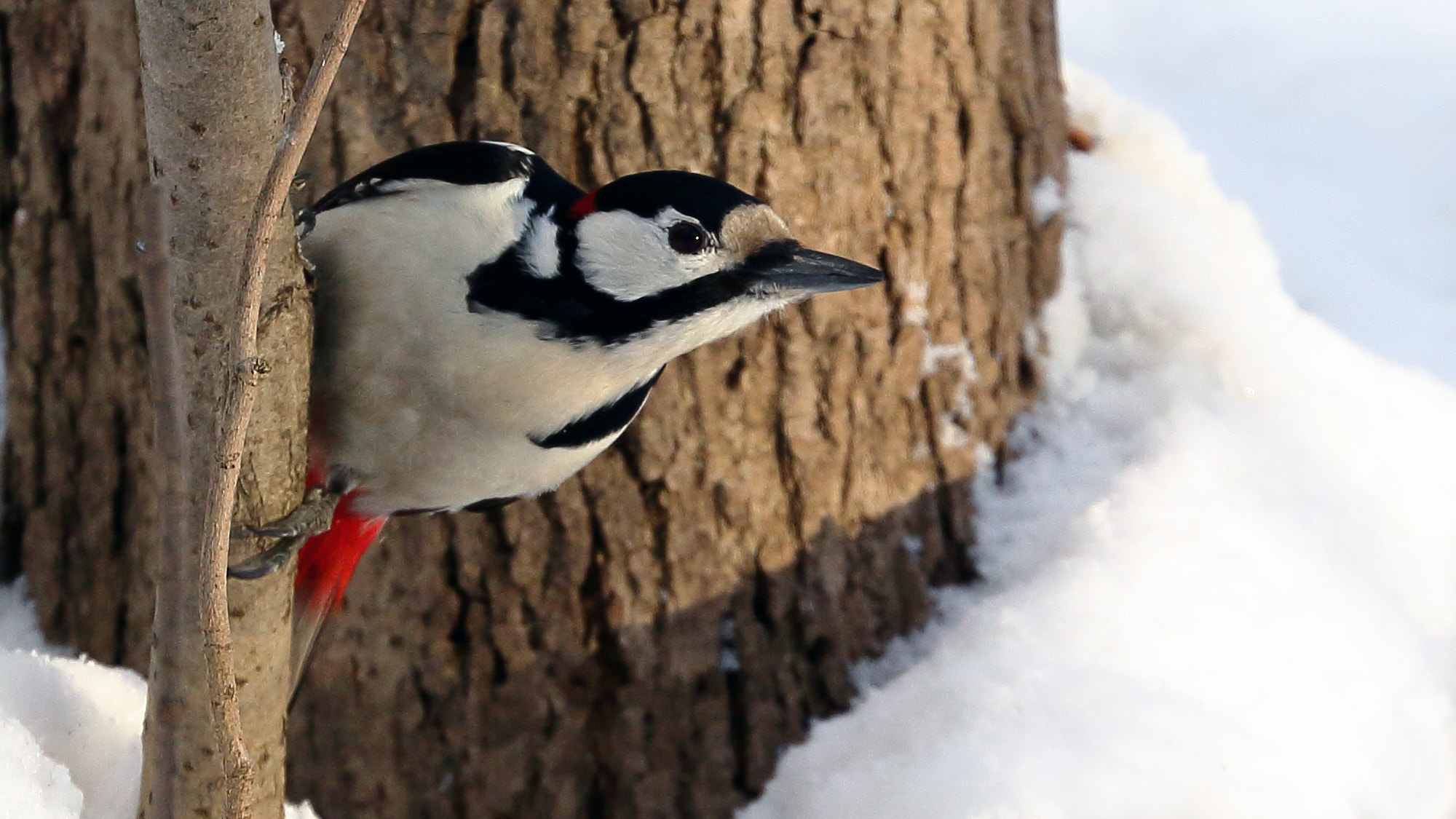 Canon EF 70-300mm F4-5.6L IS USM sample photo. Woodpecker photography