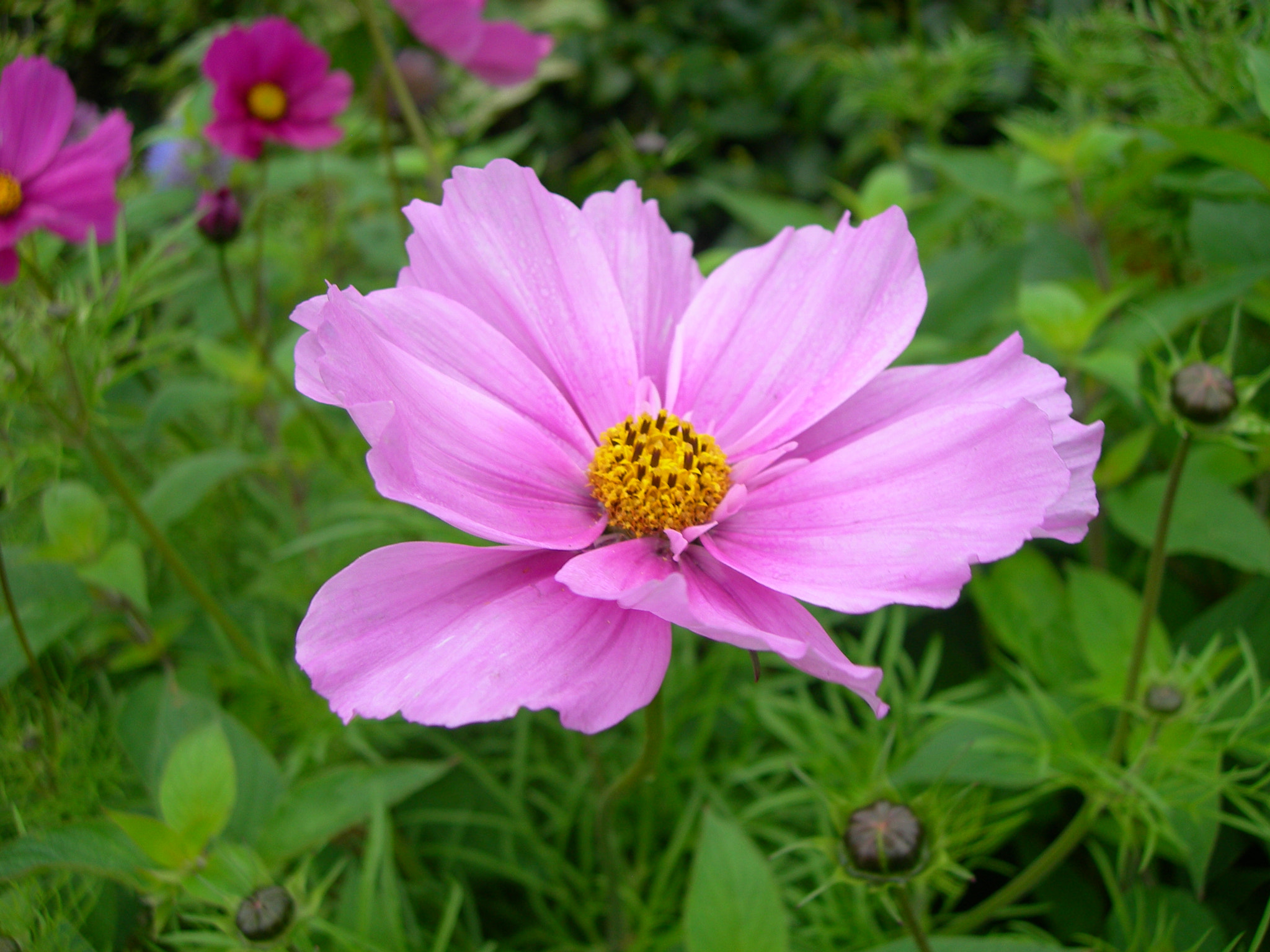 Nikon E7600 sample photo. Pink boundary photography