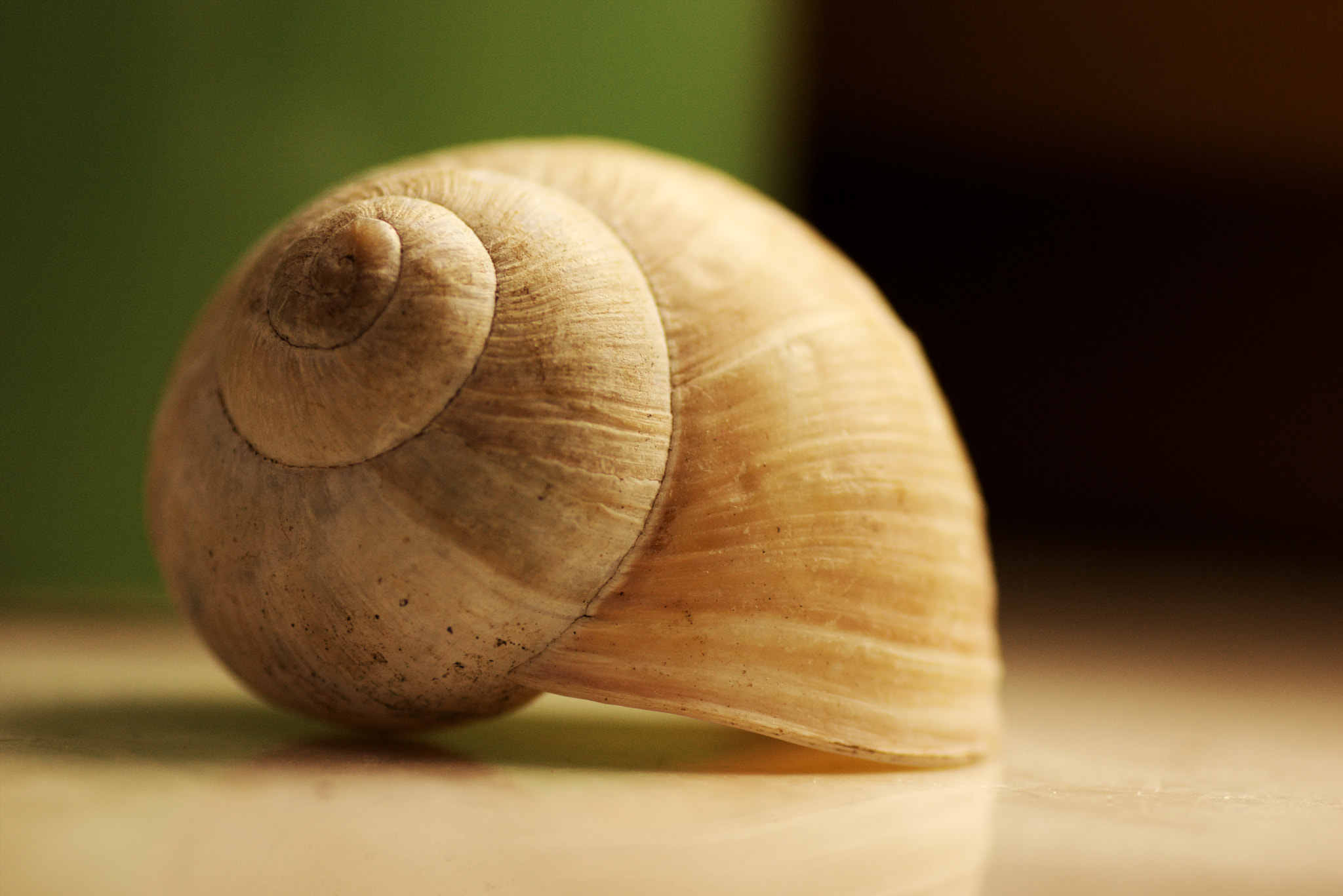 Sony SLT-A65 (SLT-A65V) + Tamron SP AF 90mm F2.8 Di Macro sample photo. Snail shell photography