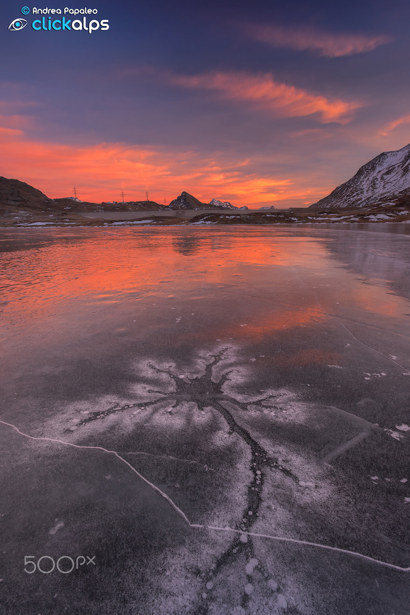 Sony a7 + Canon EF 17-40mm F4L USM sample photo. Frozen spider photography