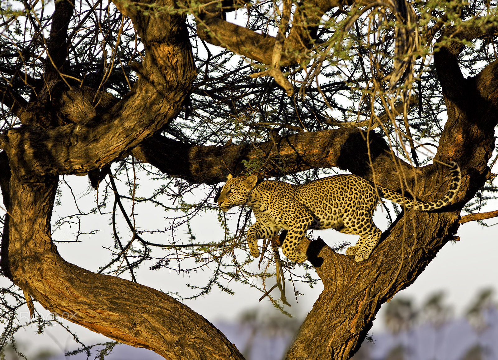 Canon EF 300mm F2.8L IS USM sample photo. Leopard jumping photography