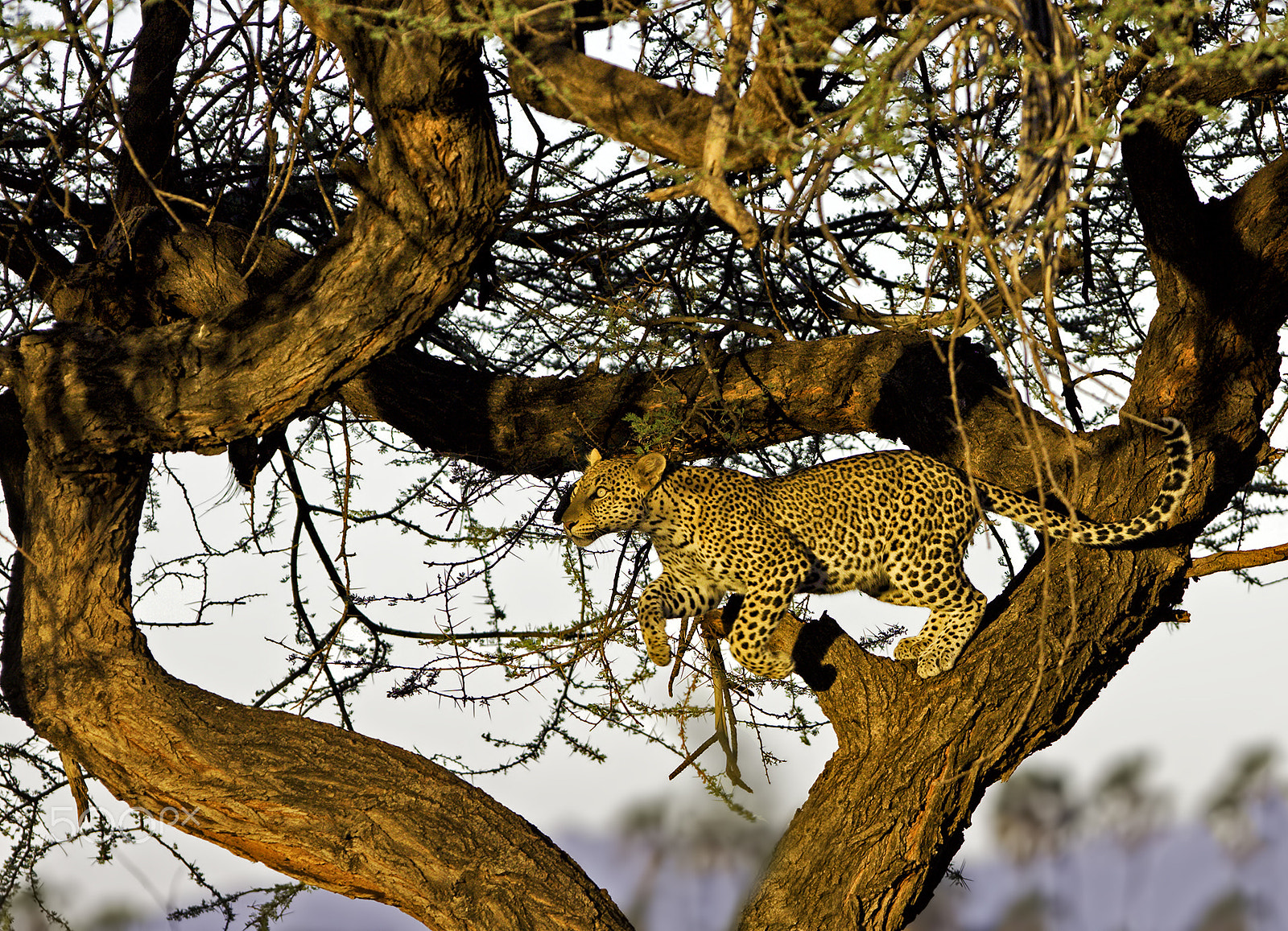 Canon EOS 50D + Canon EF 300mm F2.8L IS USM sample photo. Leopard jumping photography