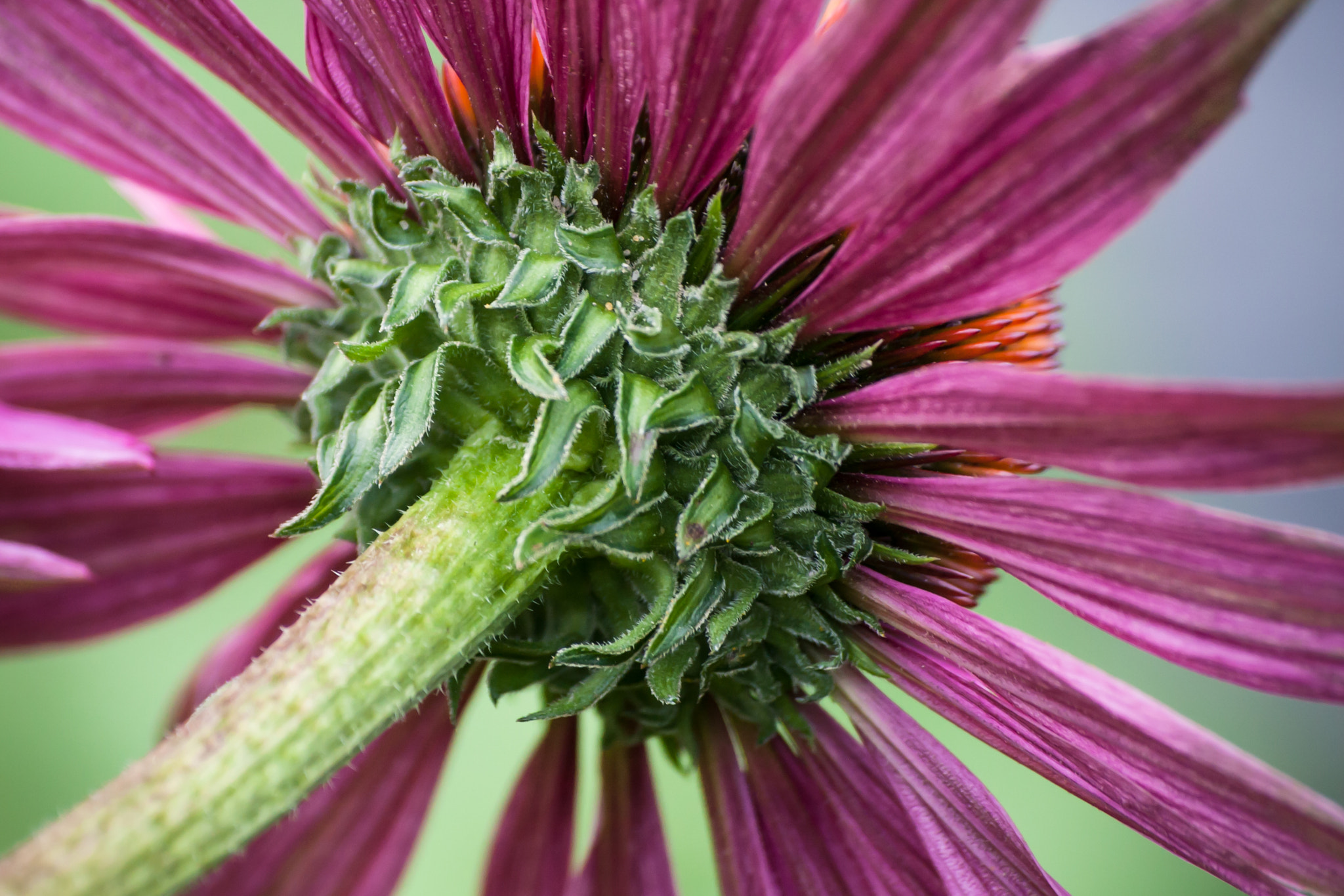 Sigma 70-300mm F4-5.6 APO DG Macro sample photo. Echinacea 1 photography