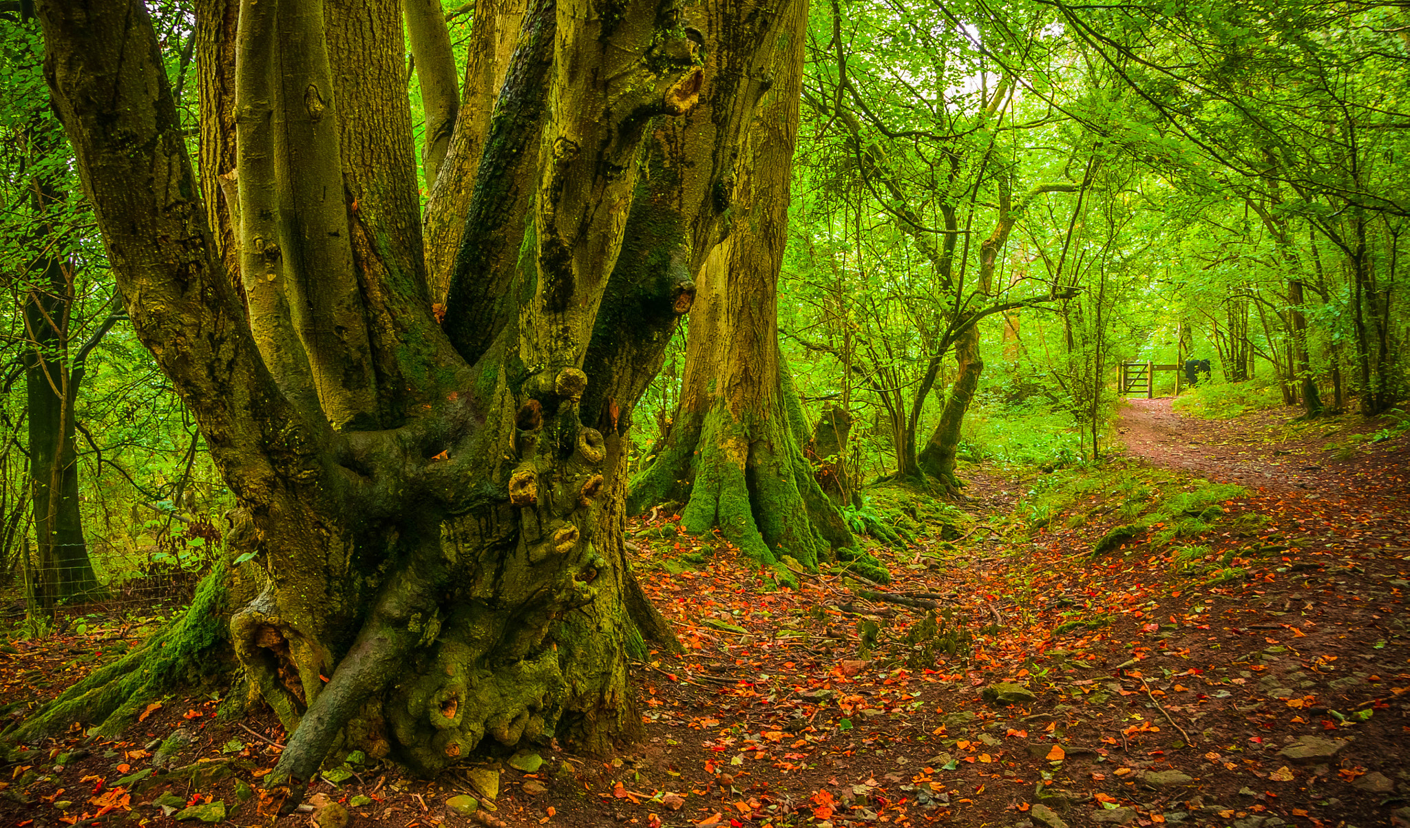 Sony Alpha NEX-5N + Sony E 18-200mm F3.5-6.3 OSS sample photo. Winscombe hill photography