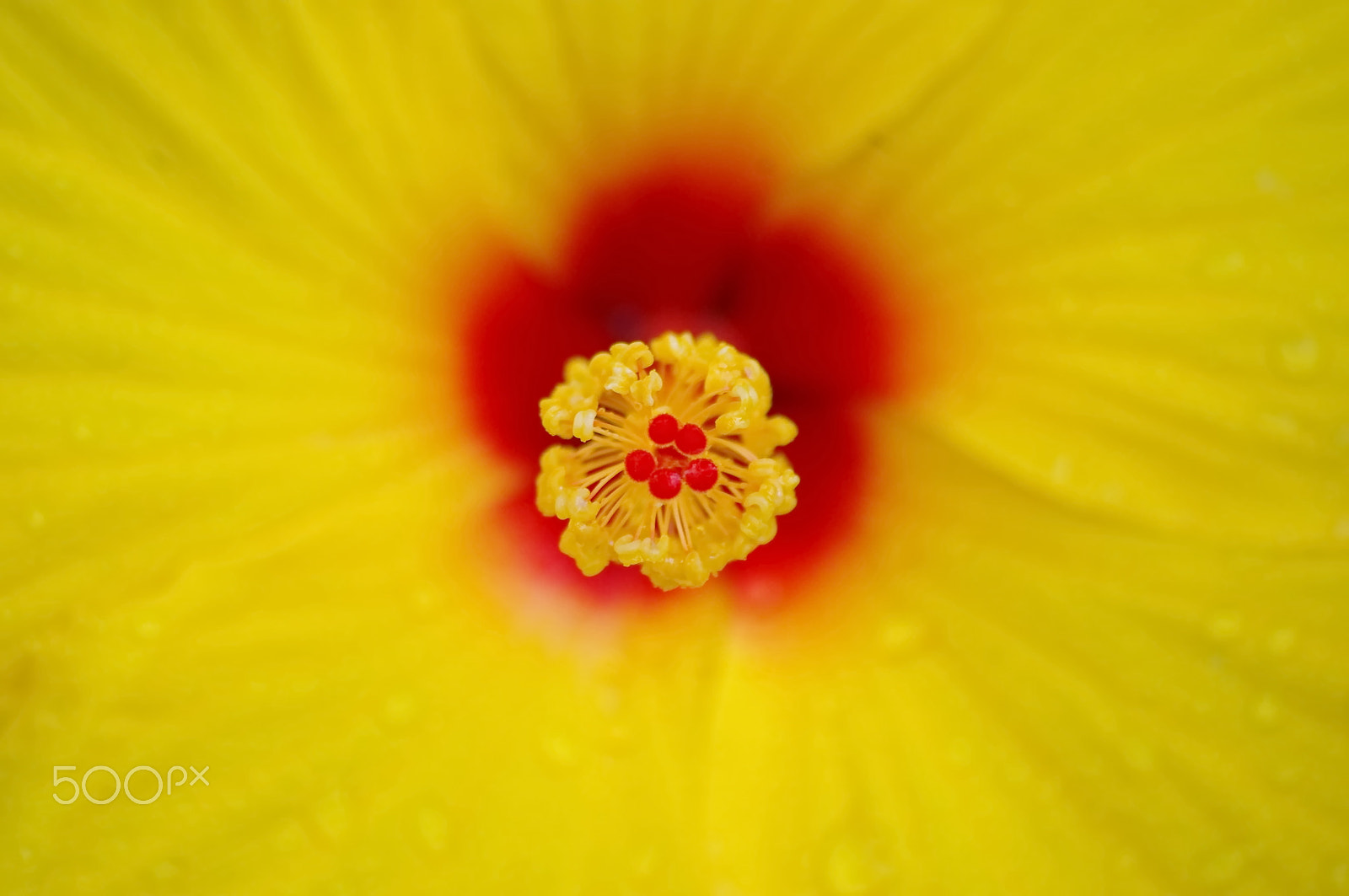 Pentax smc DA 55-300mm F4.0-5.8 ED sample photo. Hibiscus photography