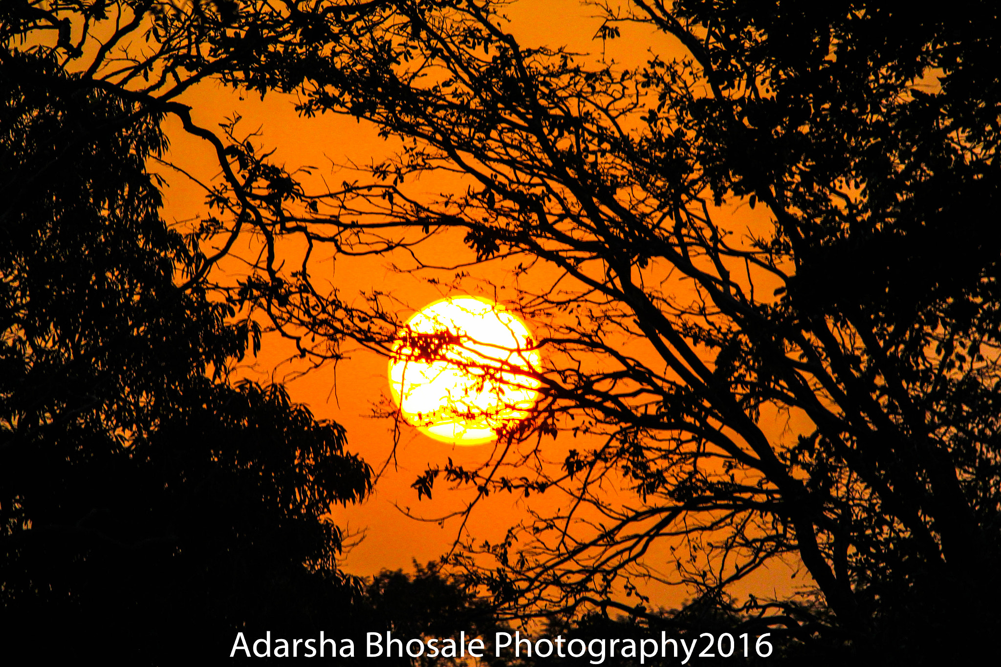 Sigma 150-500mm F5-6.3 DG OS HSM sample photo. Sun set  photography