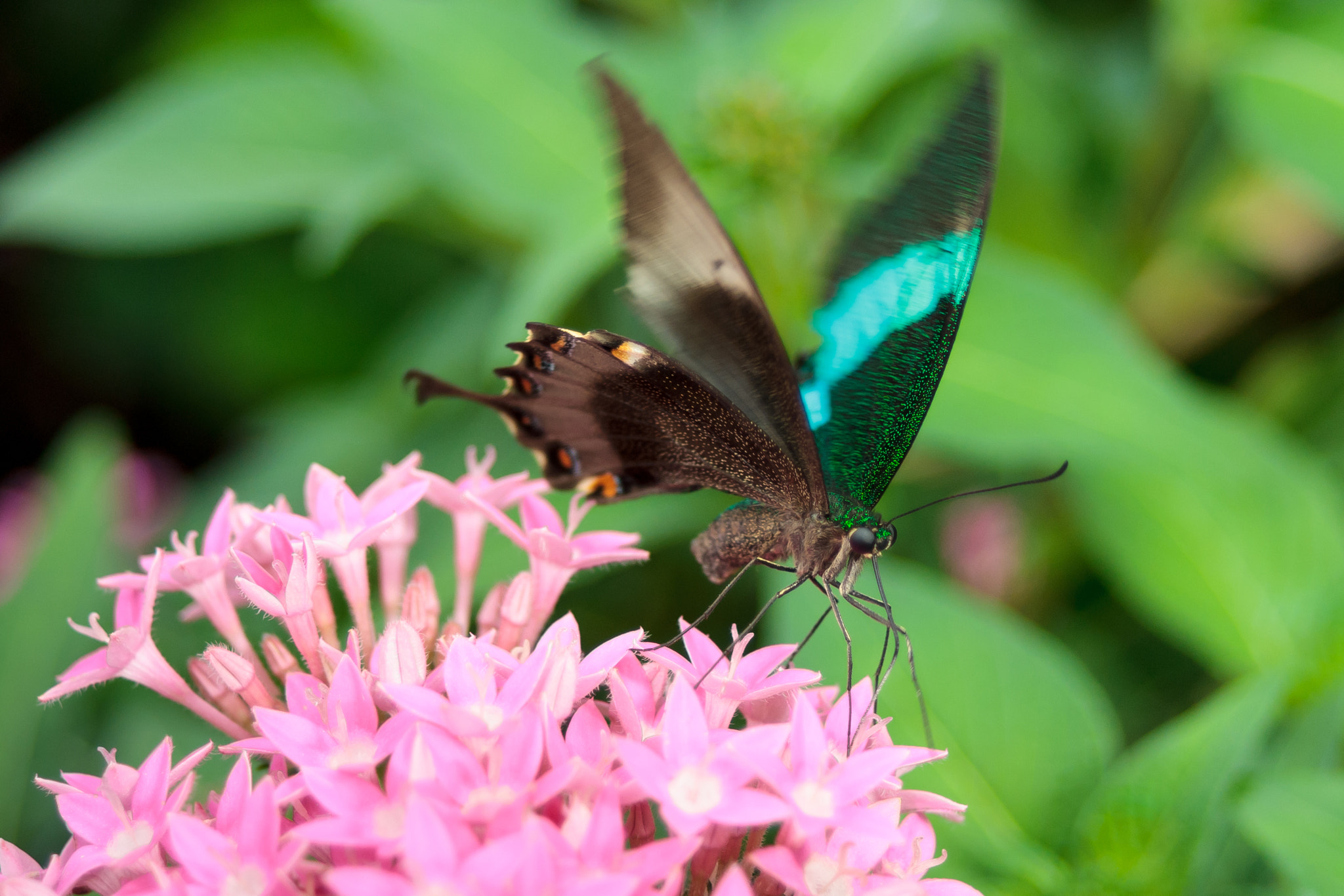 Sony Alpha DSLR-A300 + 35-70mm F4 sample photo. Butterfly on flower photography