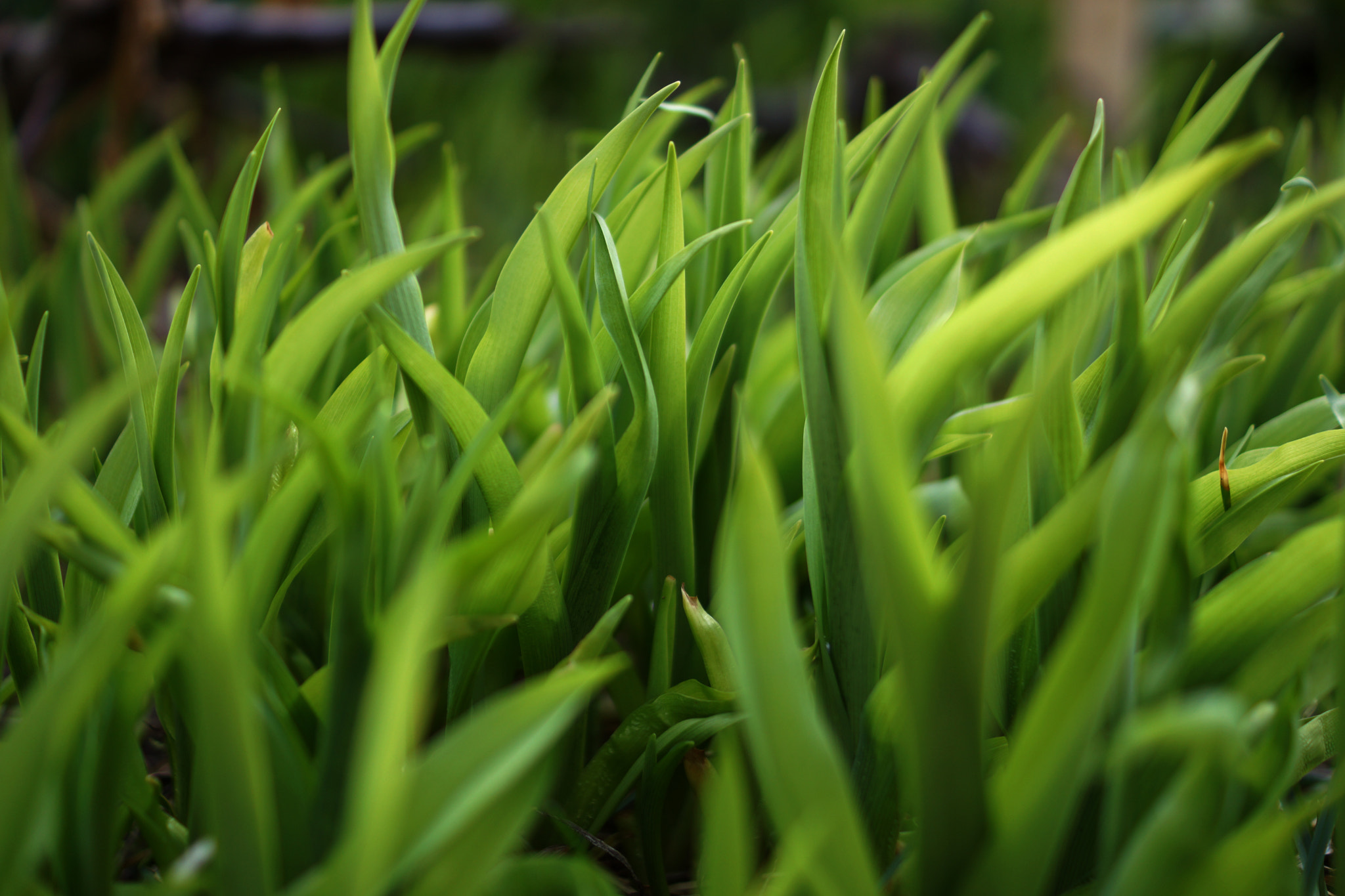 Sony SLT-A65 (SLT-A65V) + Sony DT 35mm F1.8 SAM sample photo. Amazing nature photography