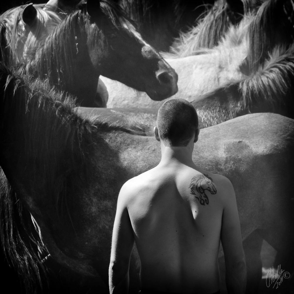 Sigma 18-200mm F3.5-6.3 DC OS HSM sample photo. Horse photography