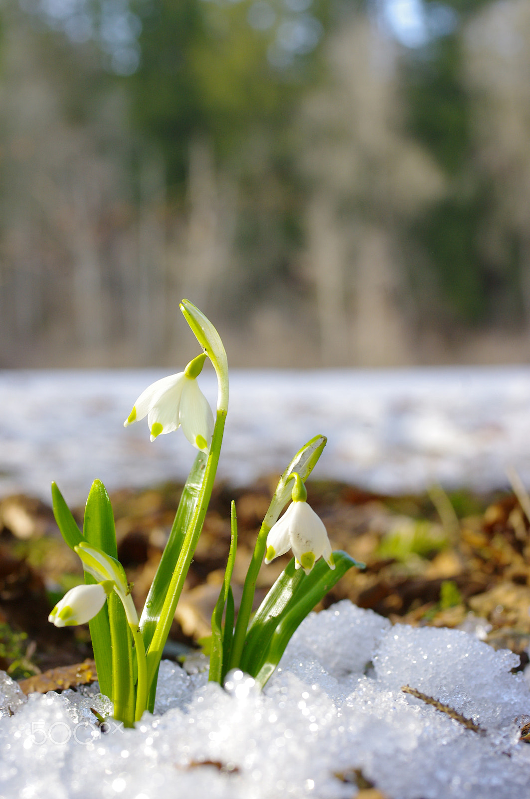 Pentax K-x sample photo. Snowdrop photography