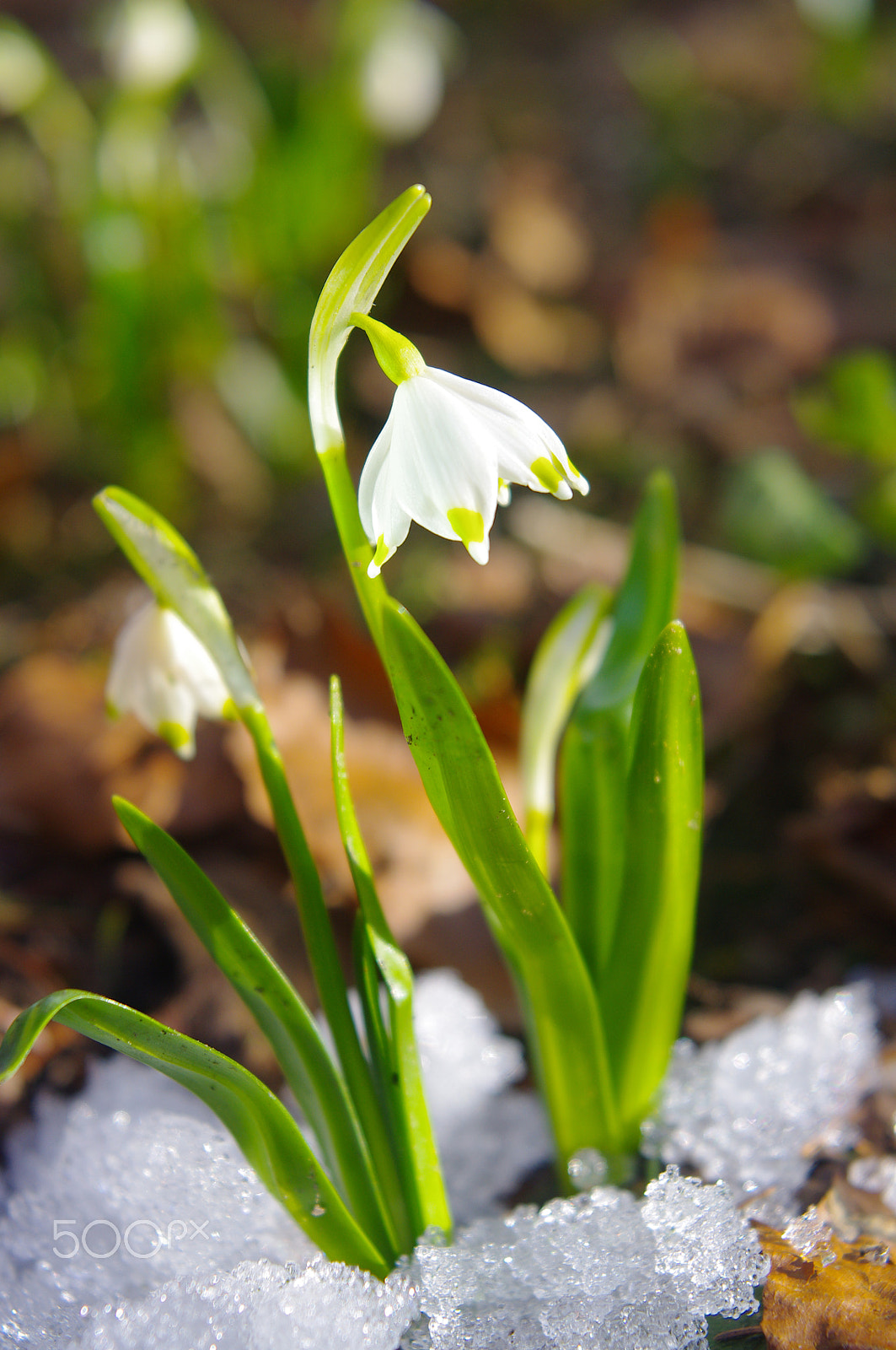 Pentax K-x sample photo. Snowdrop photography