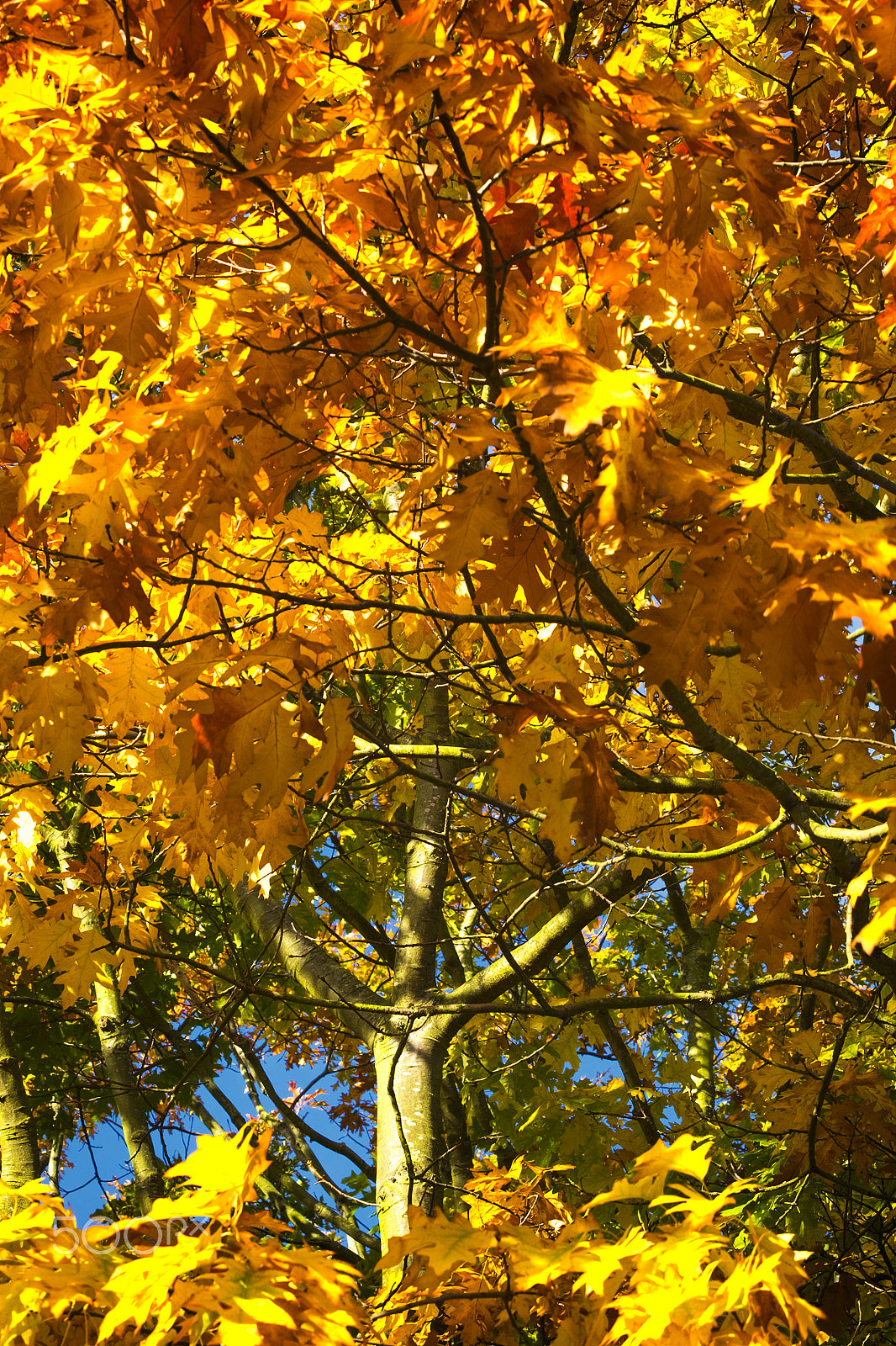 Fujifilm X-Pro1 + Fujifilm XC 50-230mm F4.5-6.7 OIS sample photo. Autumnal red oak photography
