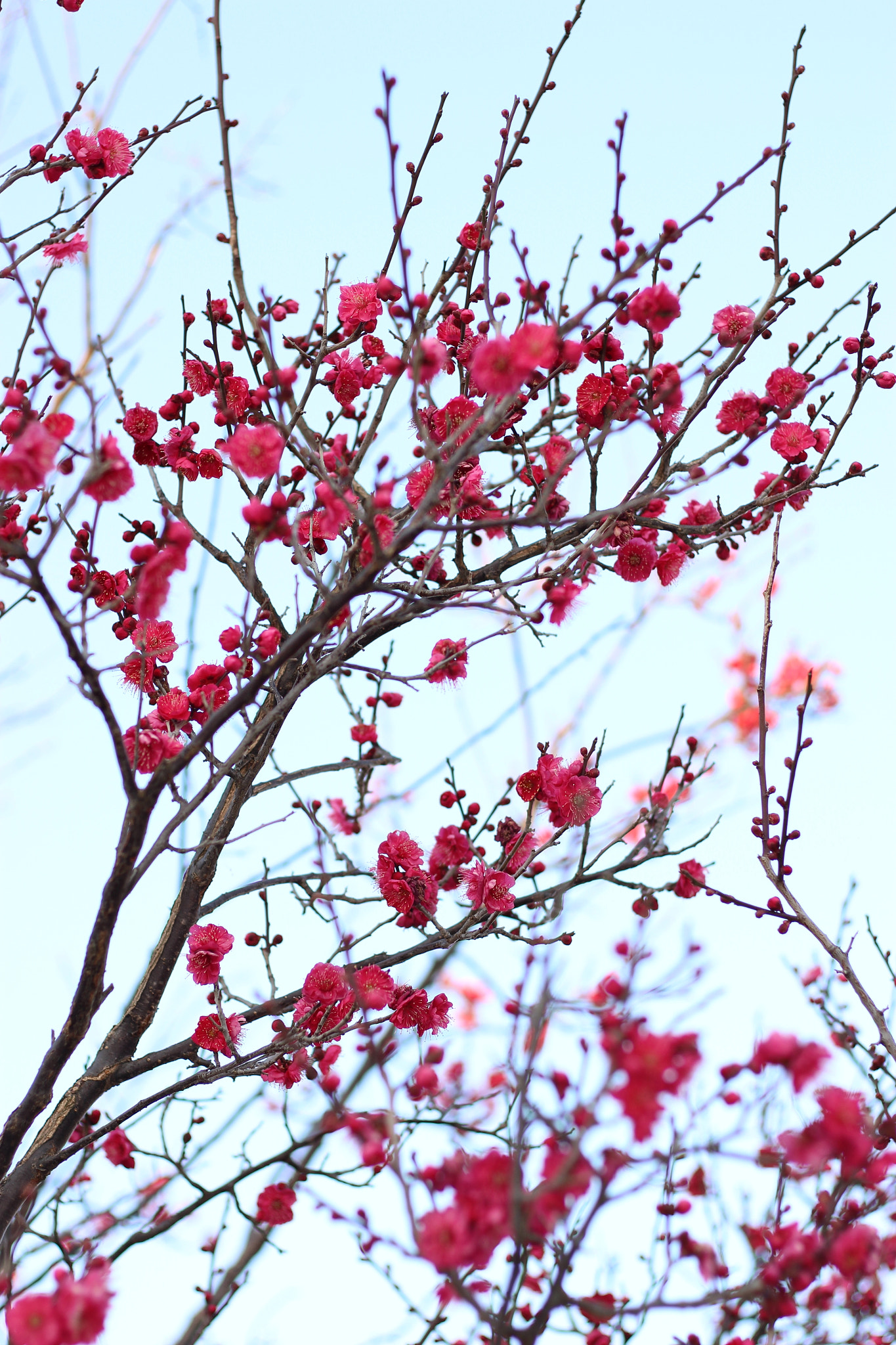 Canon EOS 100D (EOS Rebel SL1 / EOS Kiss X7) + Canon EF 50mm F1.8 STM sample photo. Ume blossoms photography